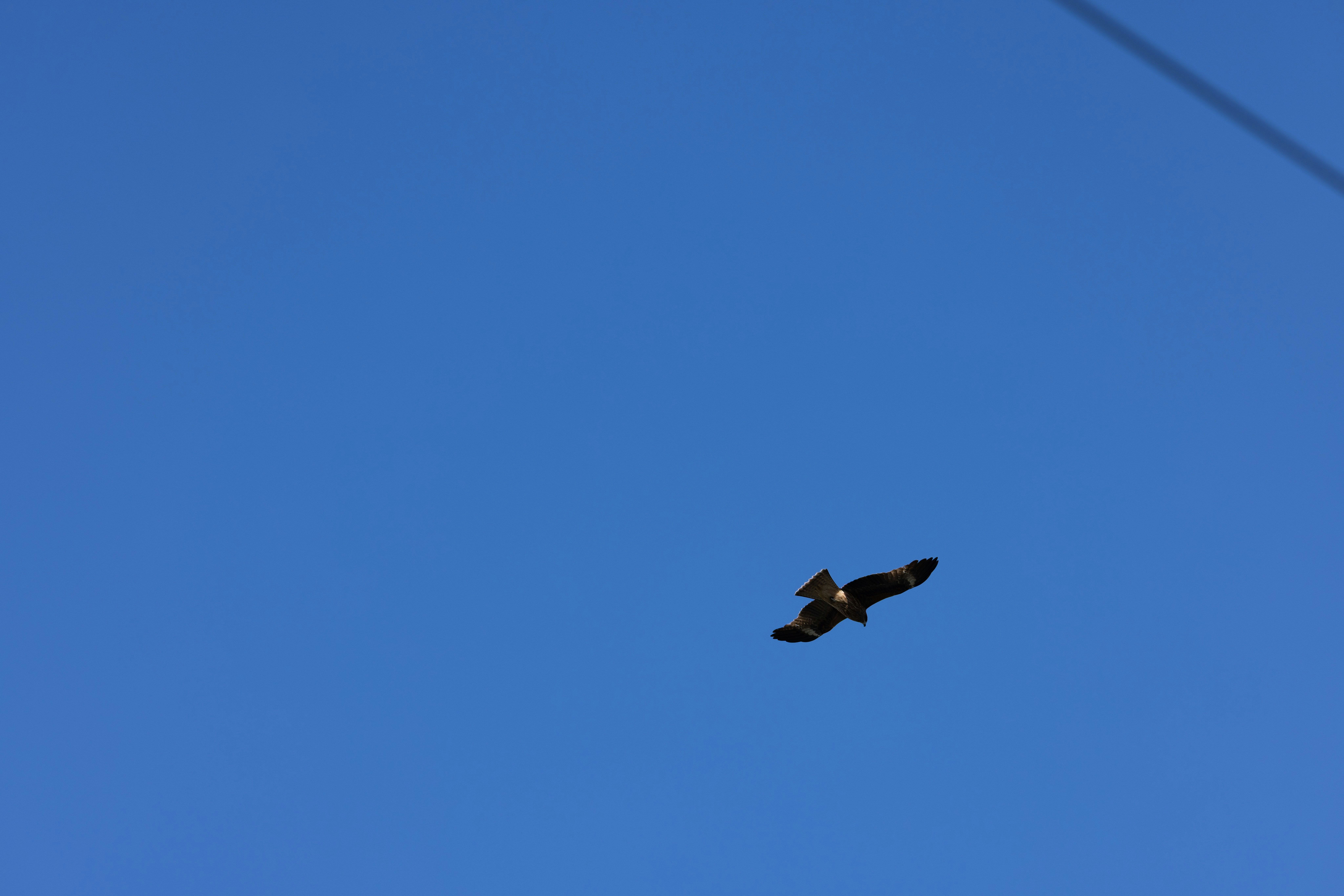 青空を飛ぶ鳥