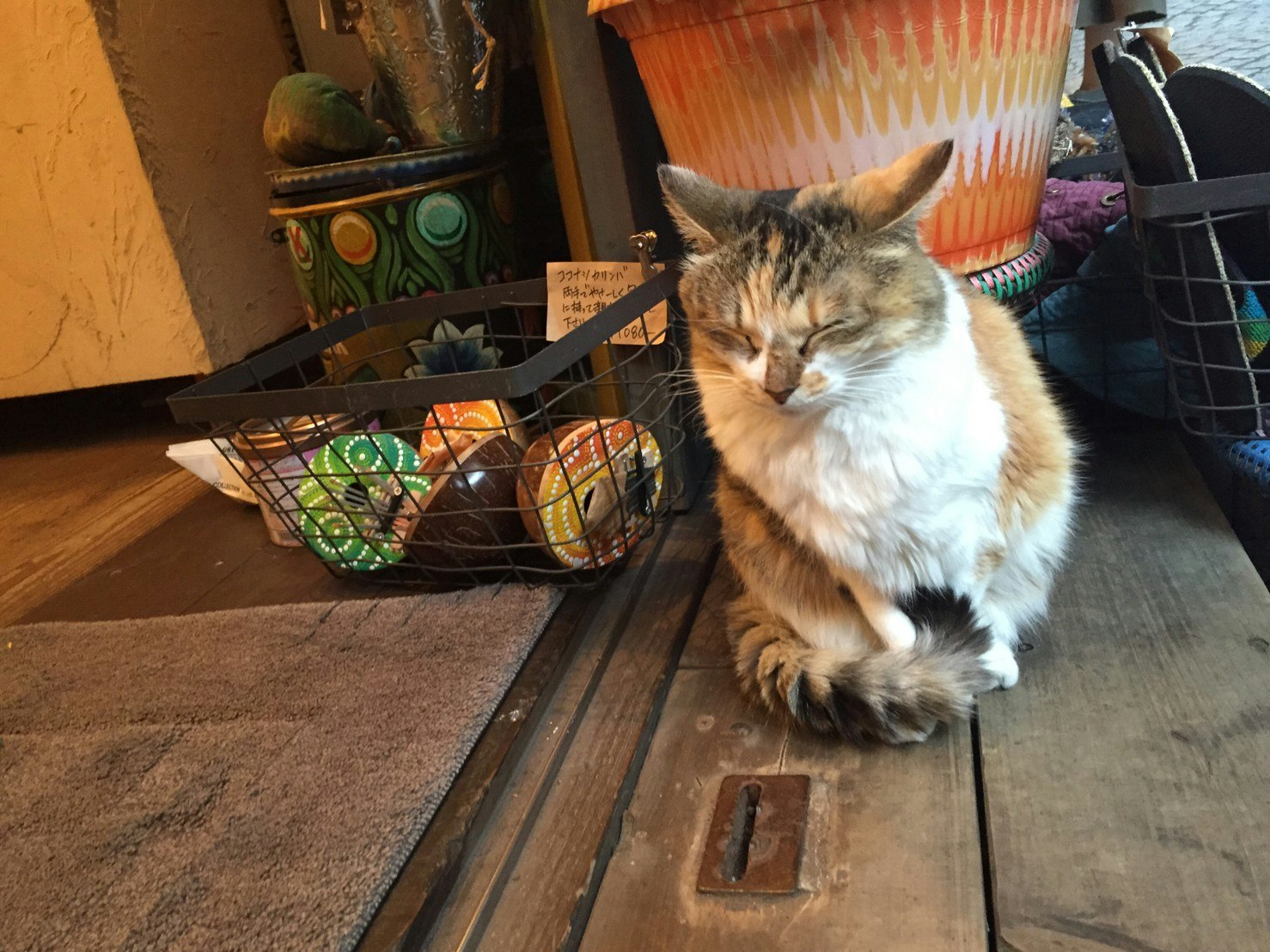 cat sitting on an indoor floor