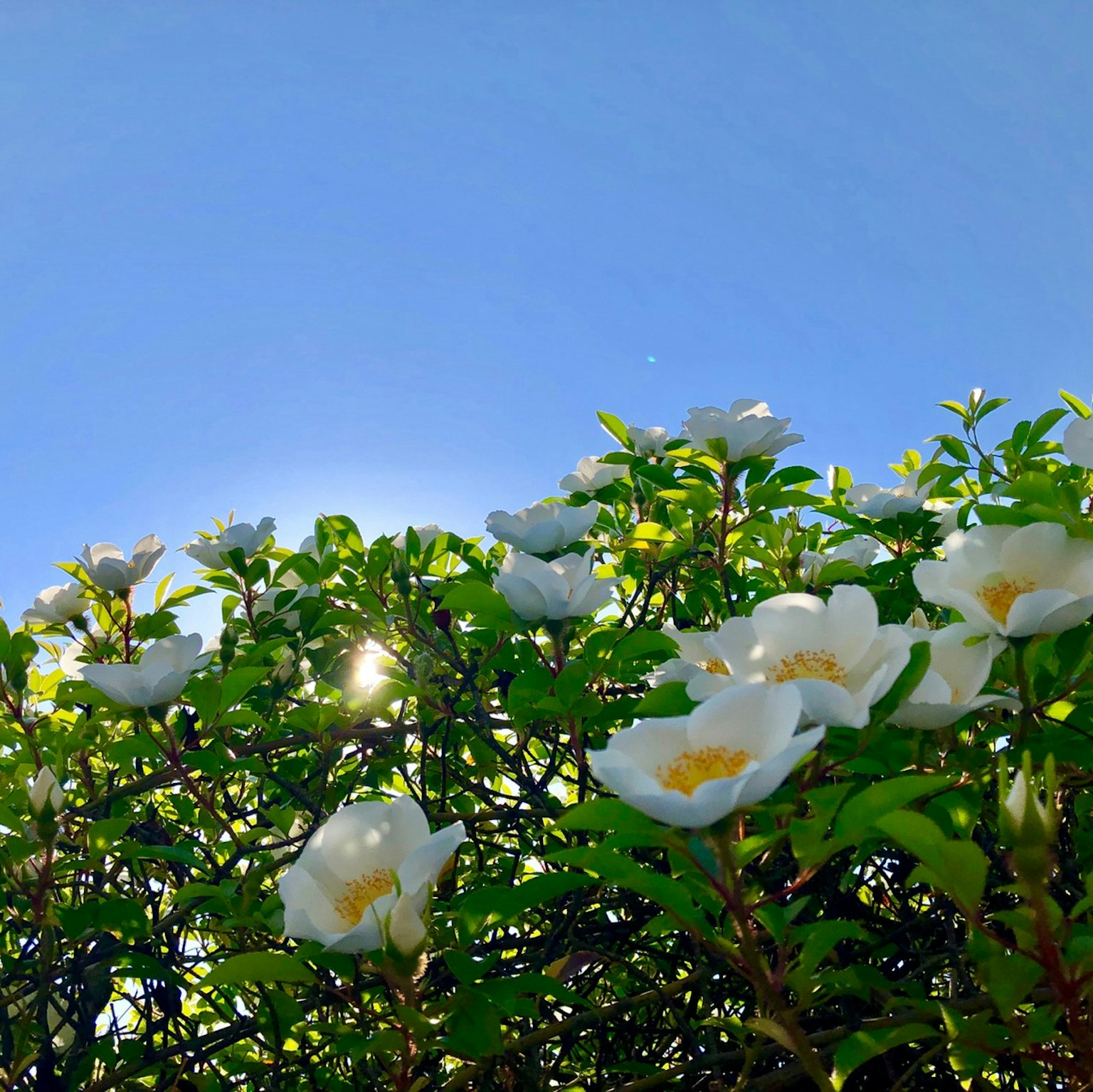 Fiori bianchi che fioriscono sotto un cielo blu chiaro