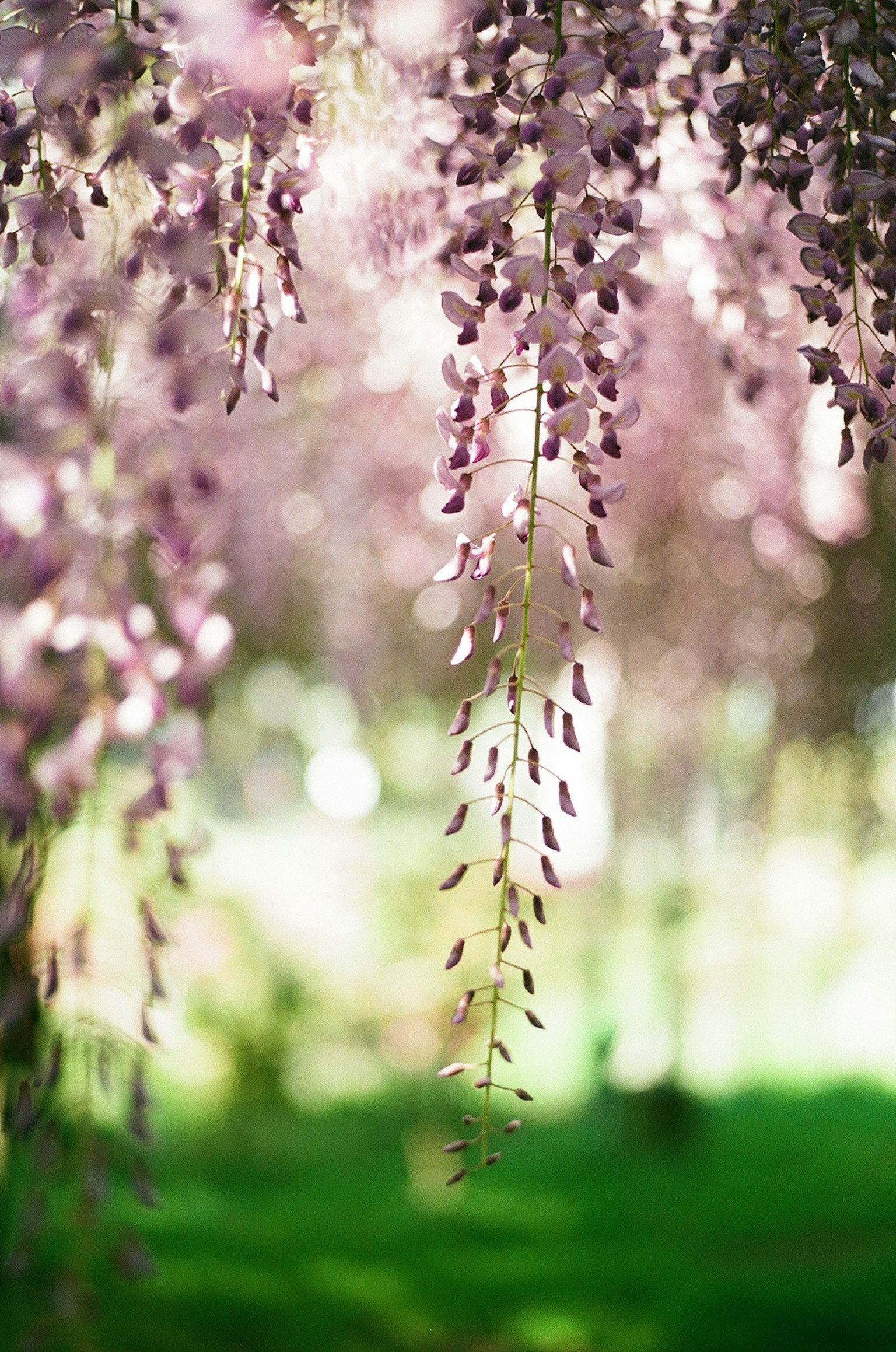Bellissimo scenario di fiori di glicine viola chiaro che pendono
