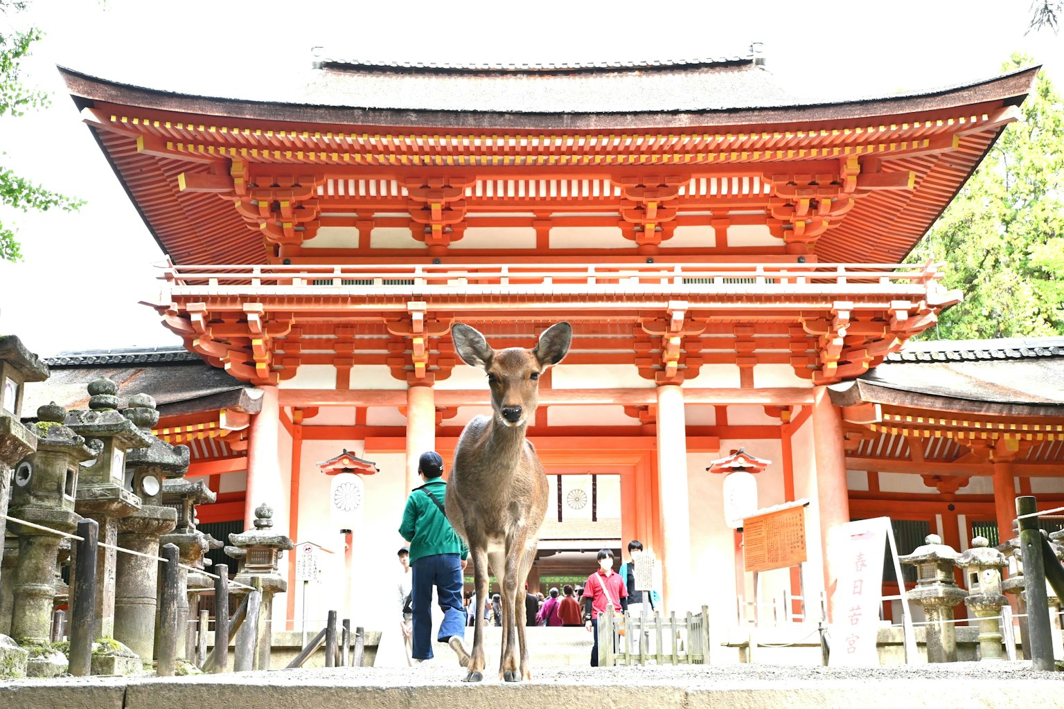A deer standing in front of a shrine