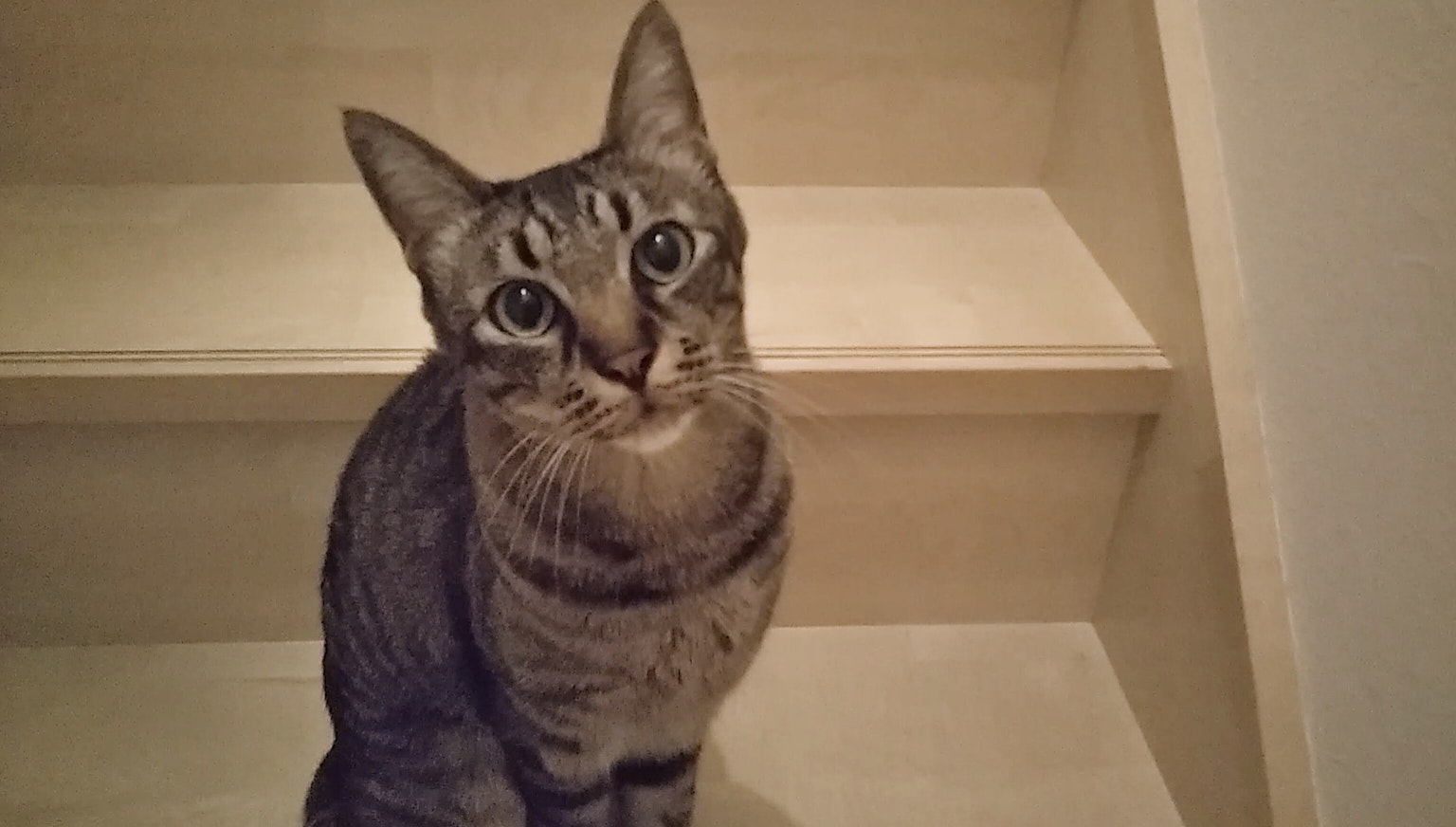 Gato atigrado gris sentado en las escaleras mirando a la cámara