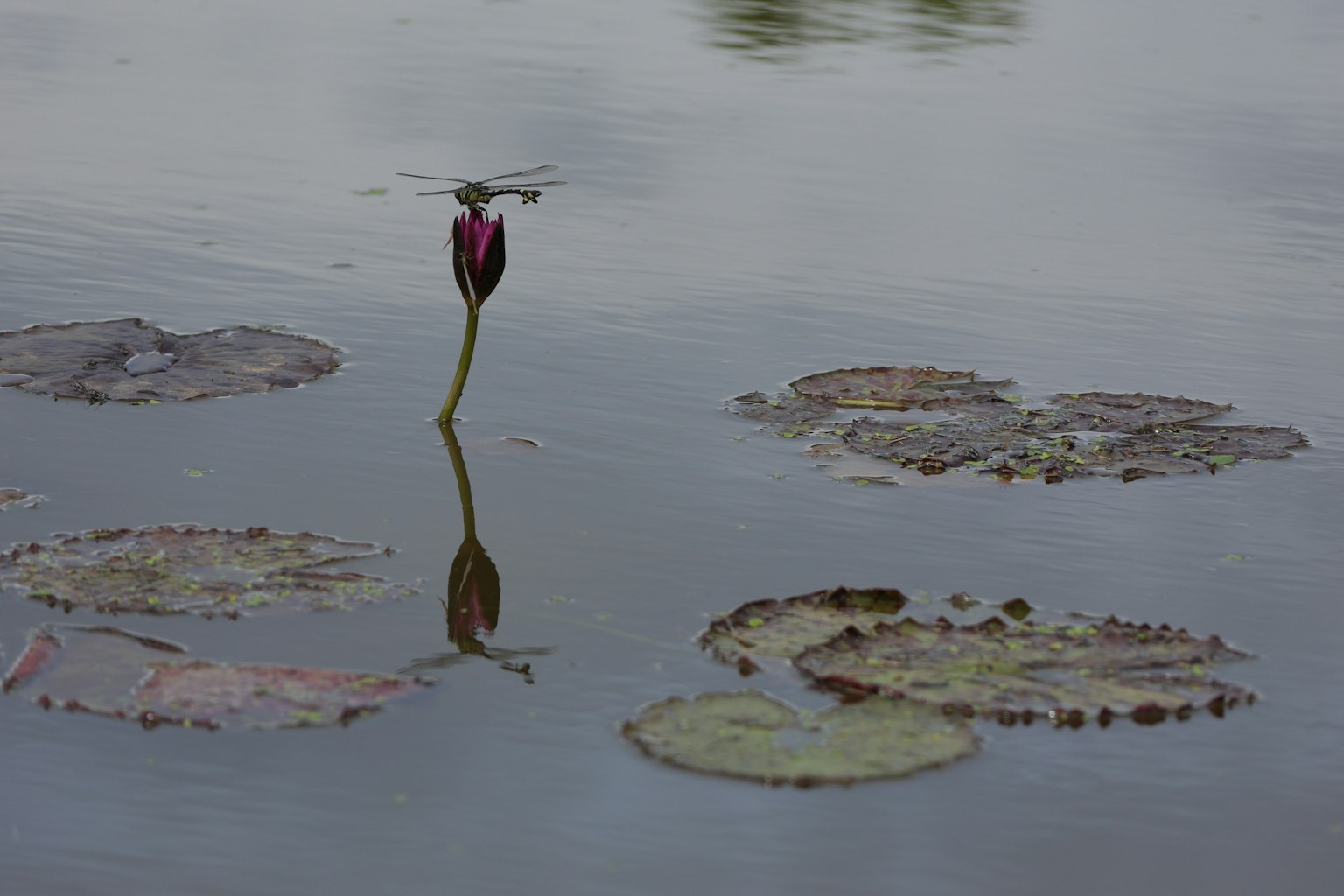 Hermosa escena serena de hojas de lirio de agua y un capullo reflejándose en la superficie del agua
