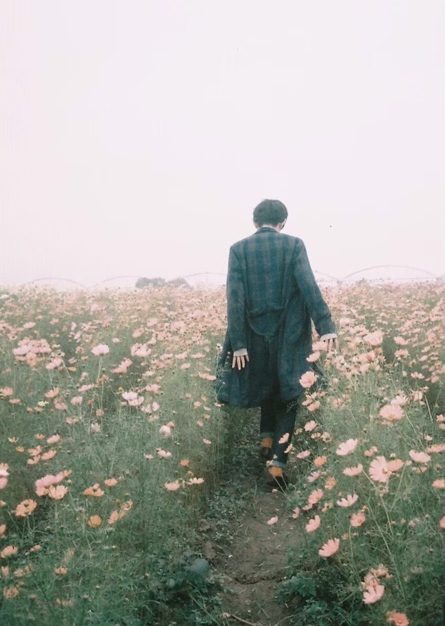 一個人在霧中的花田裡行走