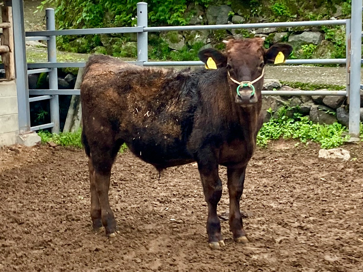 A black calf standing in a farm setting with green grass in the background