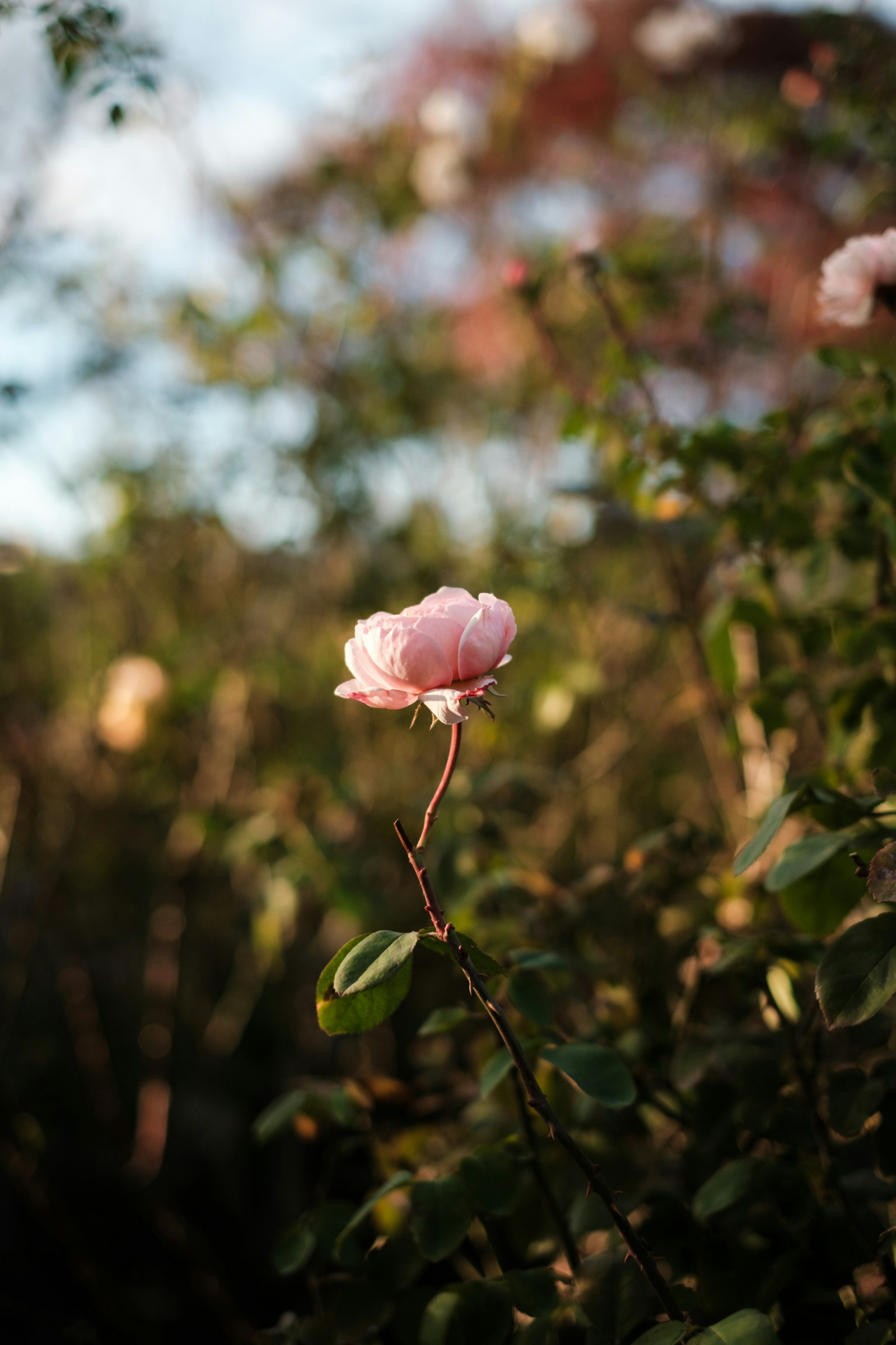 Una rosa rosa pallido spicca tra le foglie verdi sullo sfondo