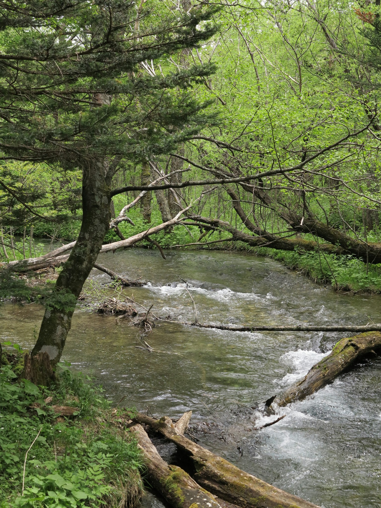 Ein ruhiger Bach, der durch einen üppigen grünen Wald mit umgestürzten Baumstämmen fließt