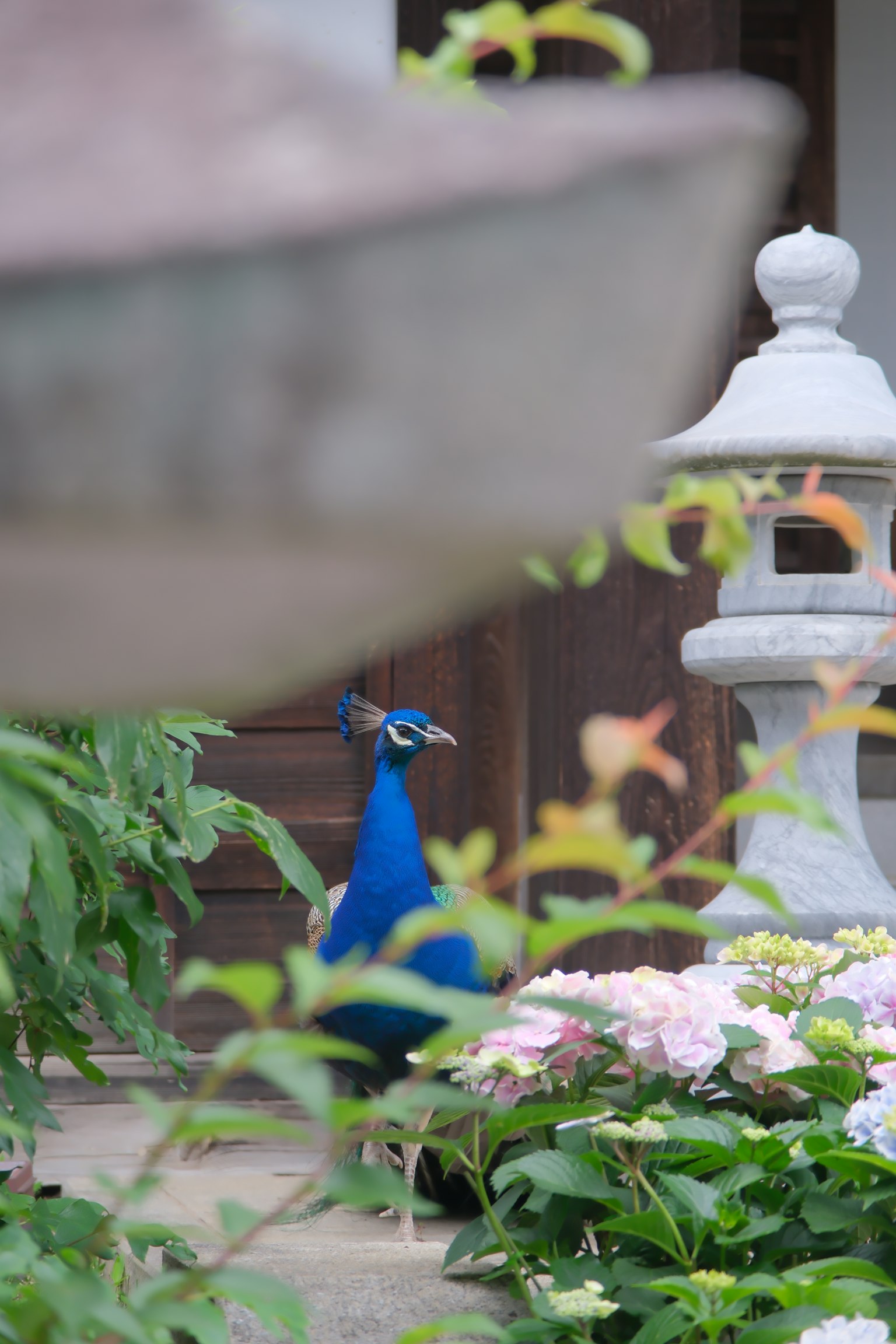 A blue peacock among flowers in a garden setting