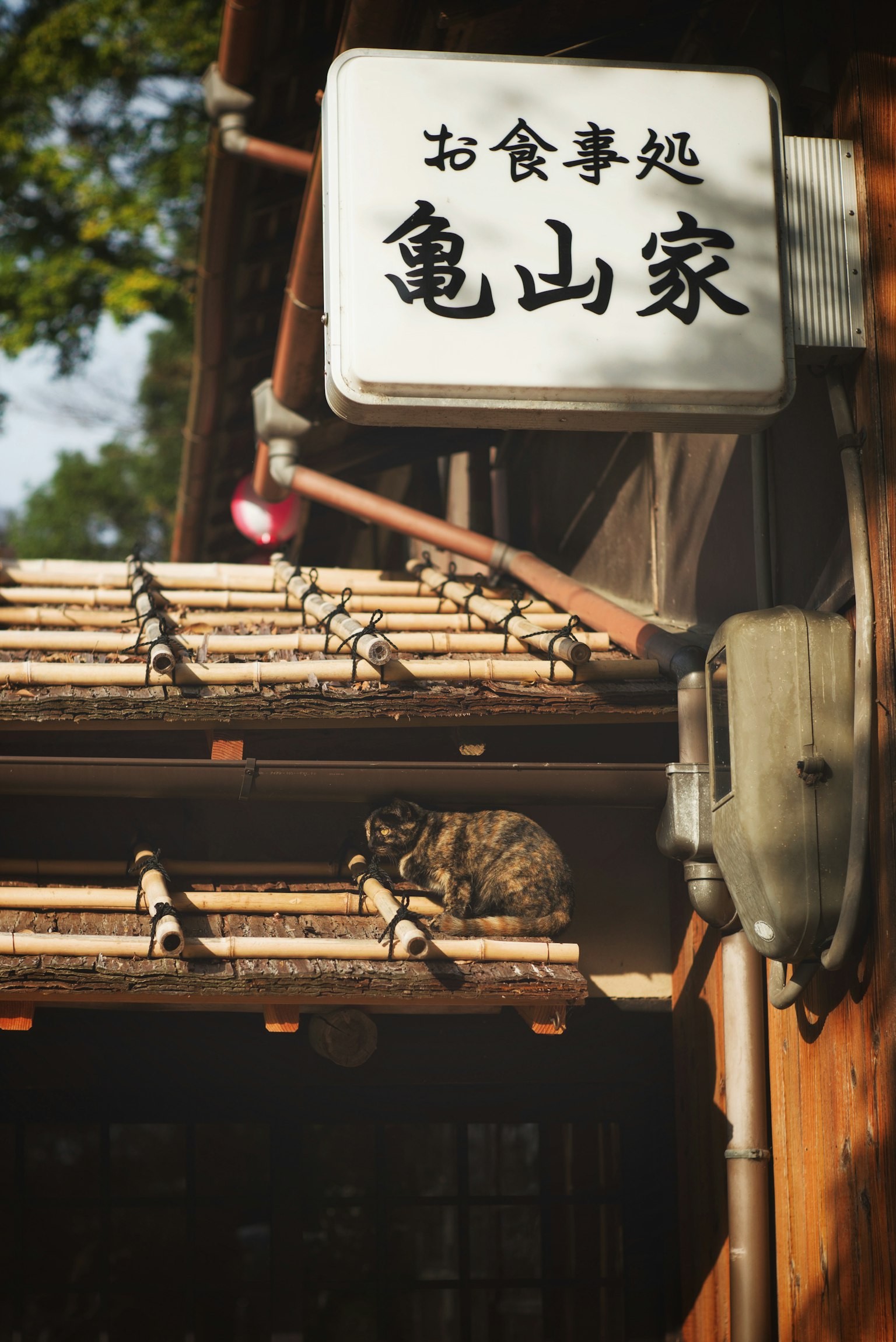 一只猫在亀山家的招牌下休息