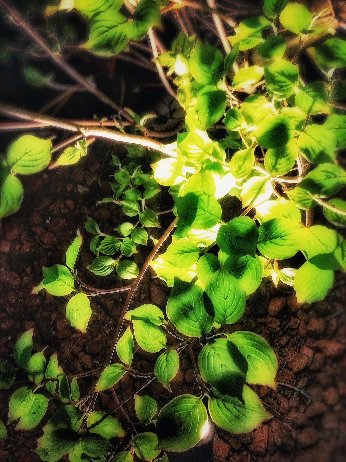 植木に当たるスポットライトの夜のライトアップ