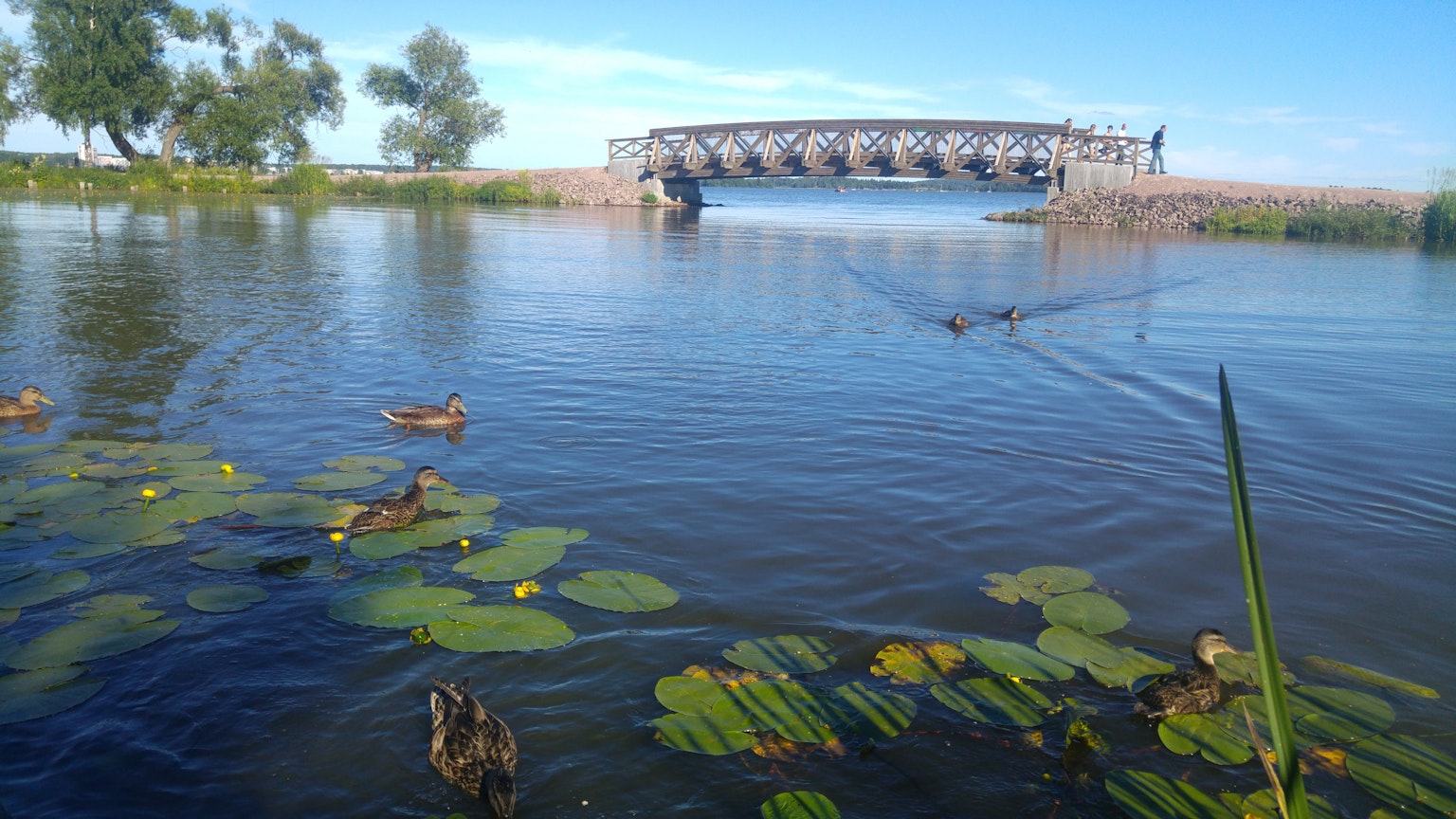 Superficie de agua tranquila con nenúfares y patos un puente al fondo