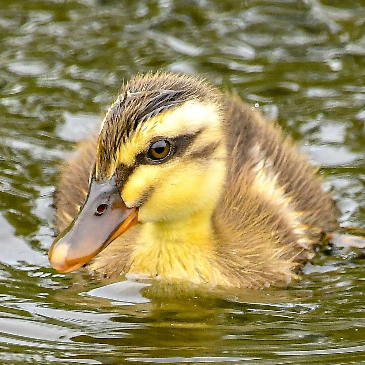 Close-up of a duckling swimming on the water