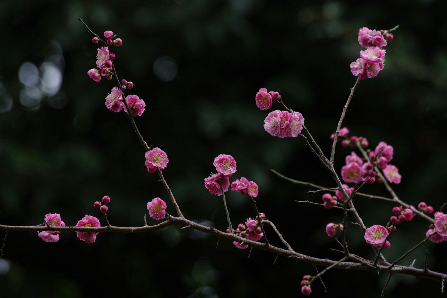 黑暗背景上的粉紅梅花枝