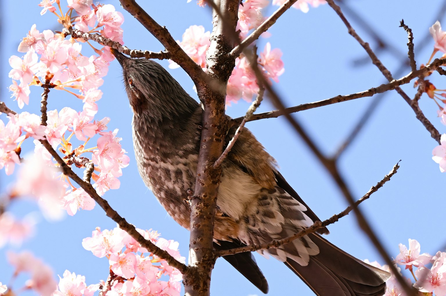 Primo piano di un uccello tra fiori di ciliegio contro un cielo azzurro