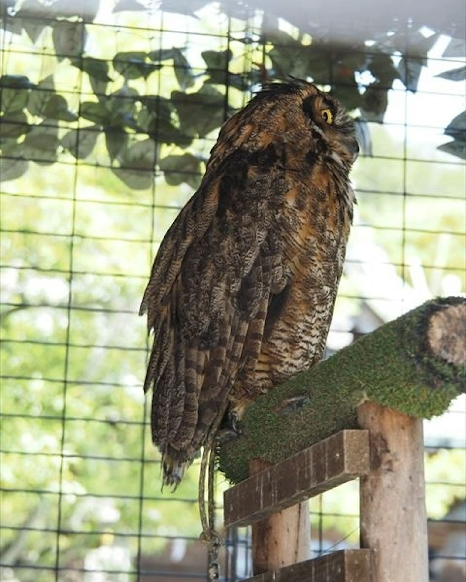 Burung hantu berbulu coklat bertengger di dudukan kayu