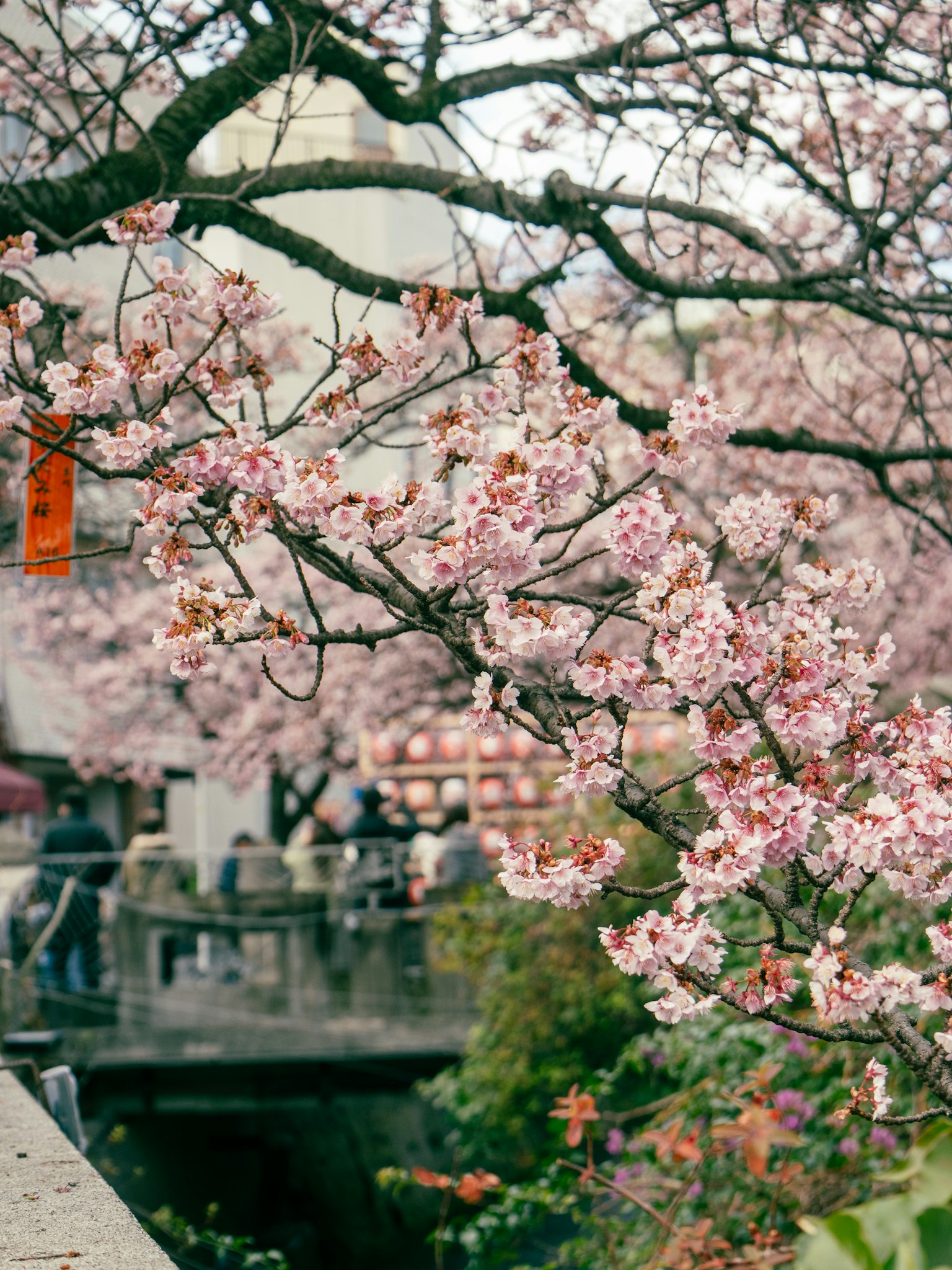 Cherry blossom trees in bloom with people gathered on a bridge