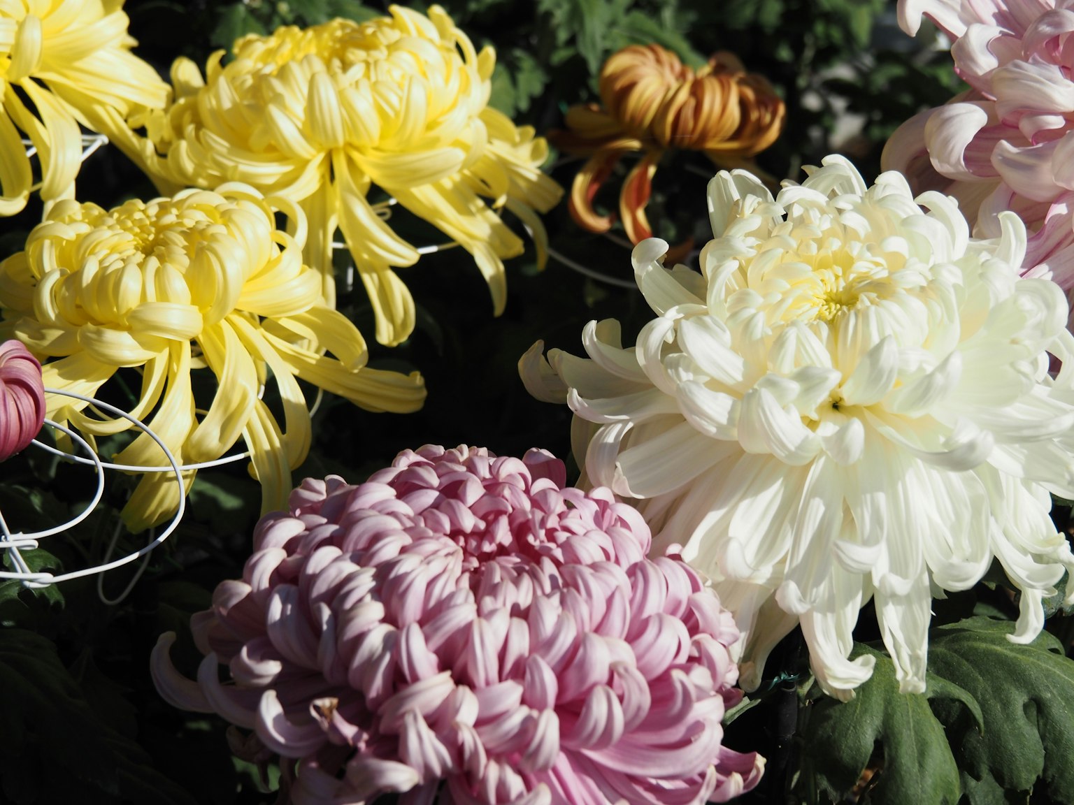 Chrysanthèmes vibrants de différentes couleurs en fleurs
