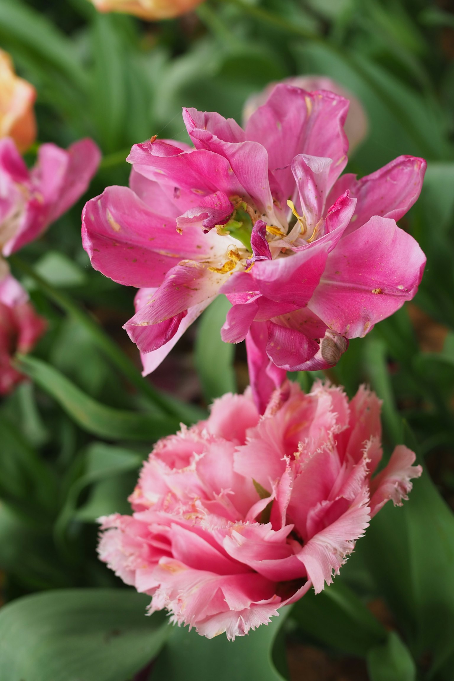 Tulip merah muda yang cerah mekar di taman