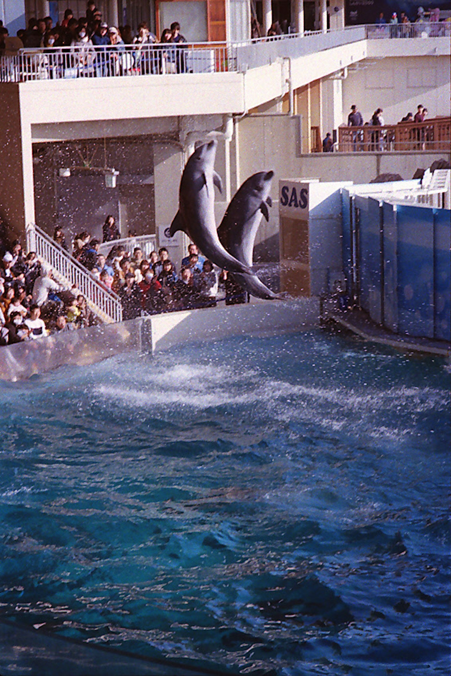 Delfines saltando en un espectáculo acuático con espectadores