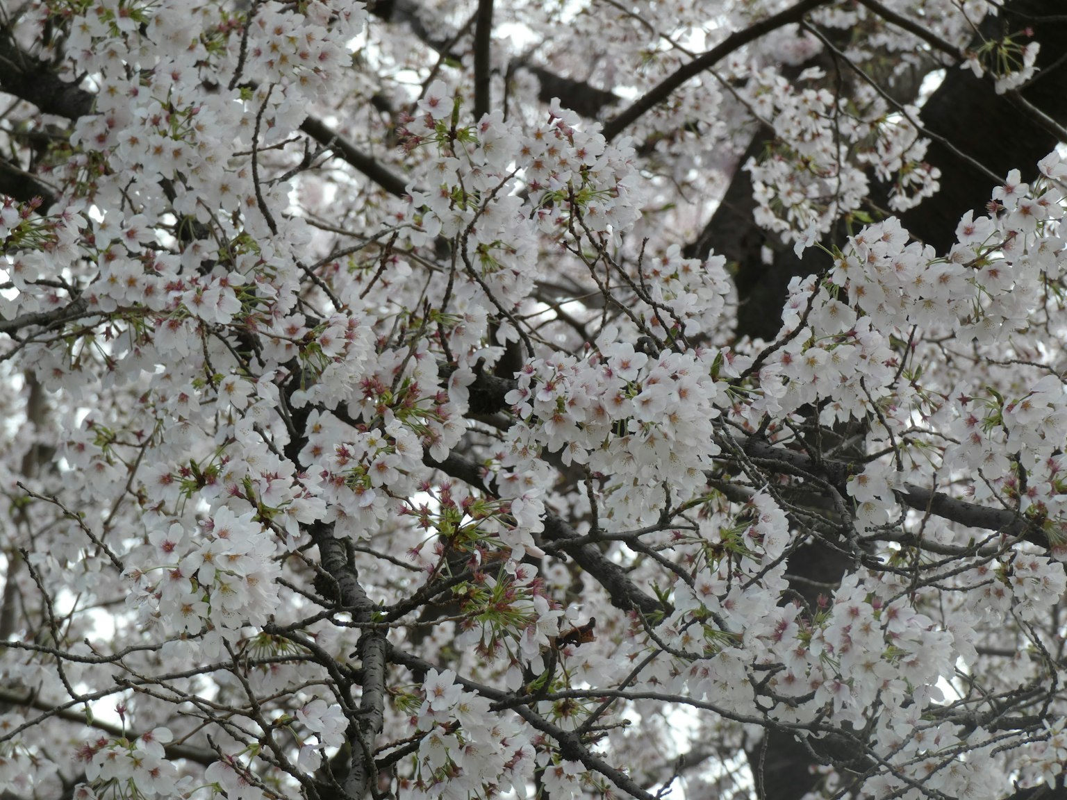 Gros plan sur des branches de cerisier avec des fleurs blanches