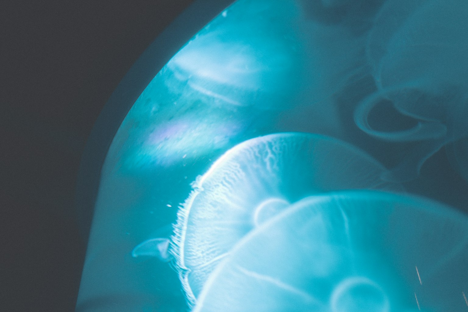 A group of jellyfish illuminated by blue light