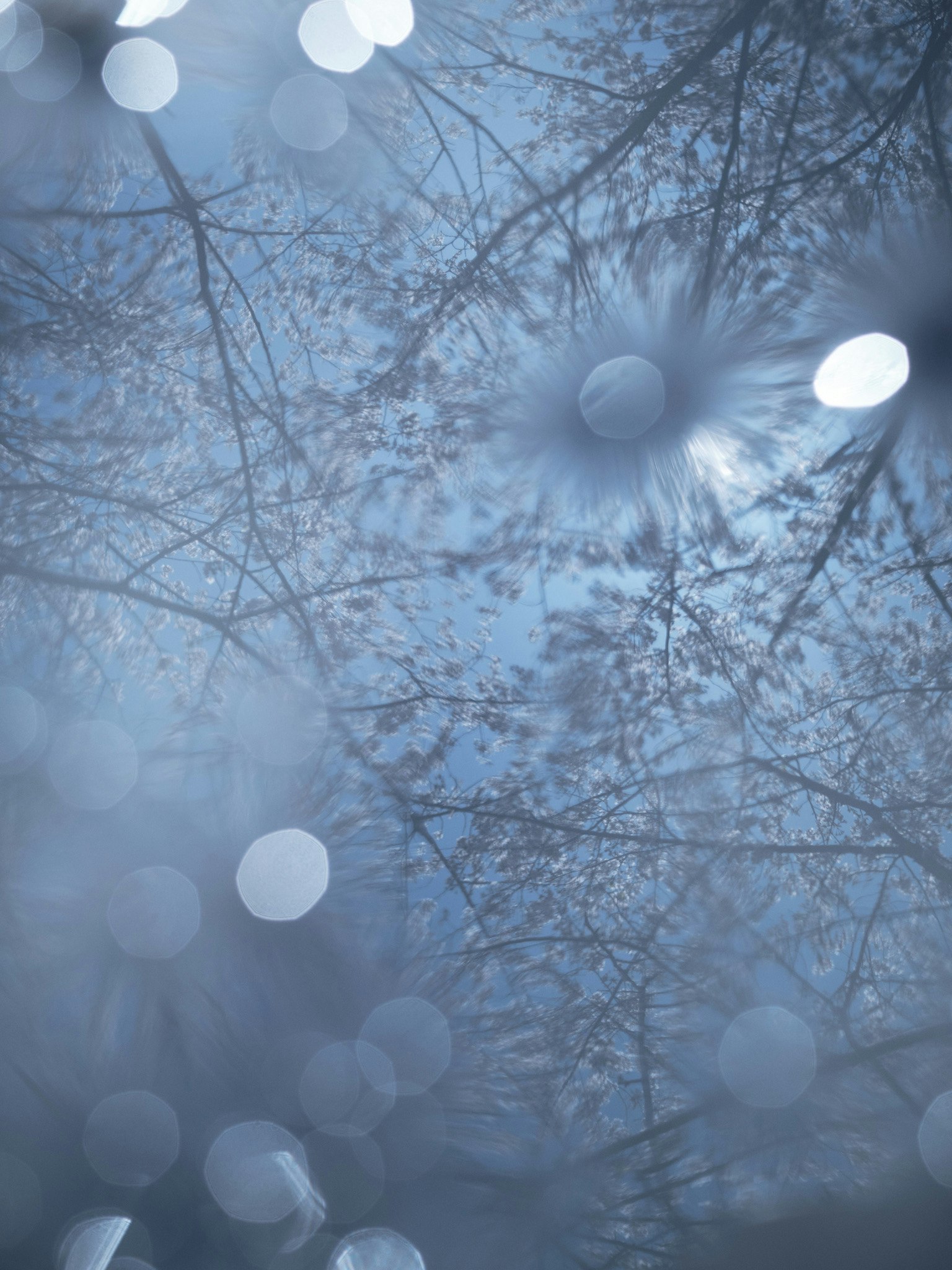 Immagine con rami di alberi e punti di luce sfocati su uno sfondo blu
