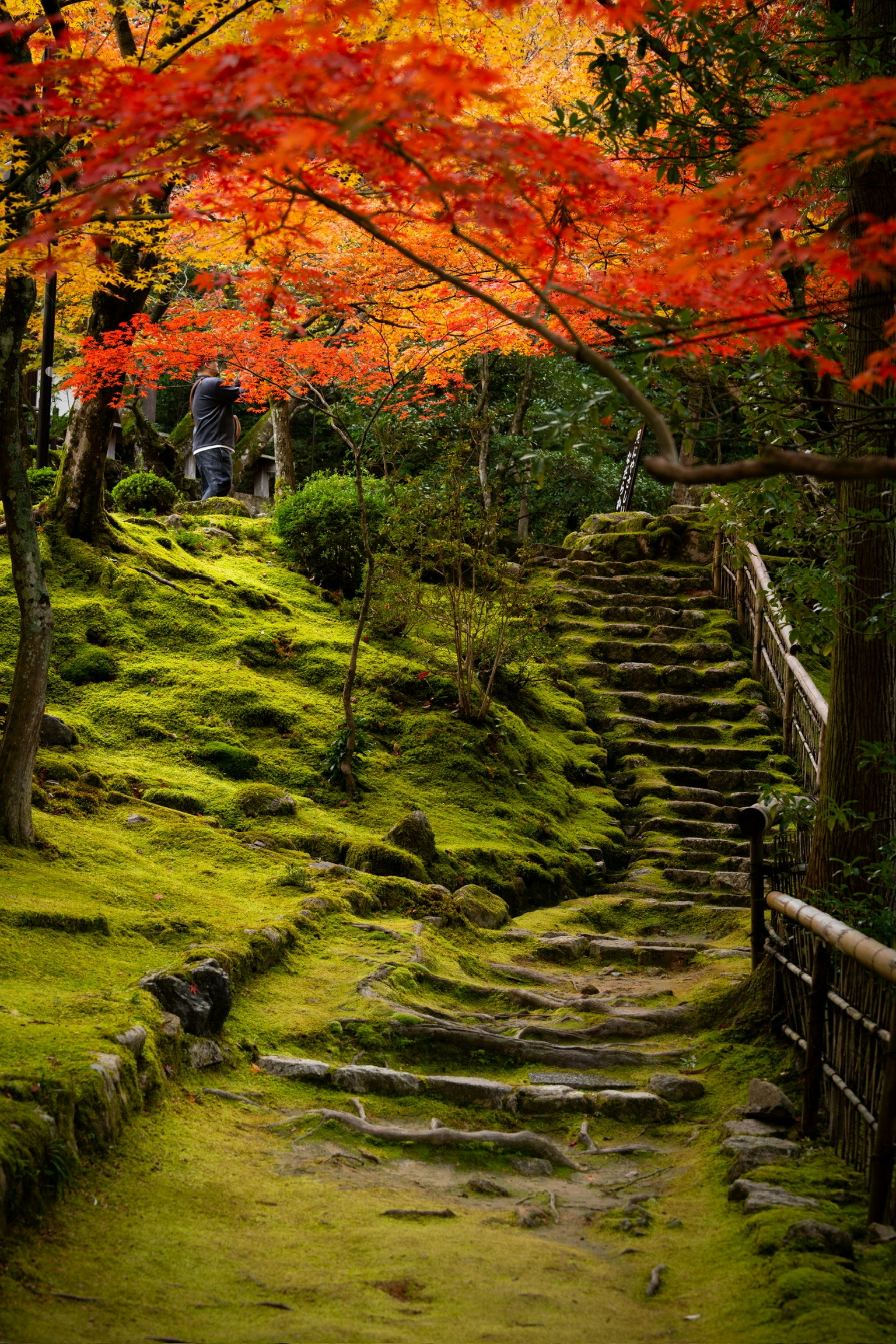 湖東三山・西明寺の苔むした石段と紅葉の参道