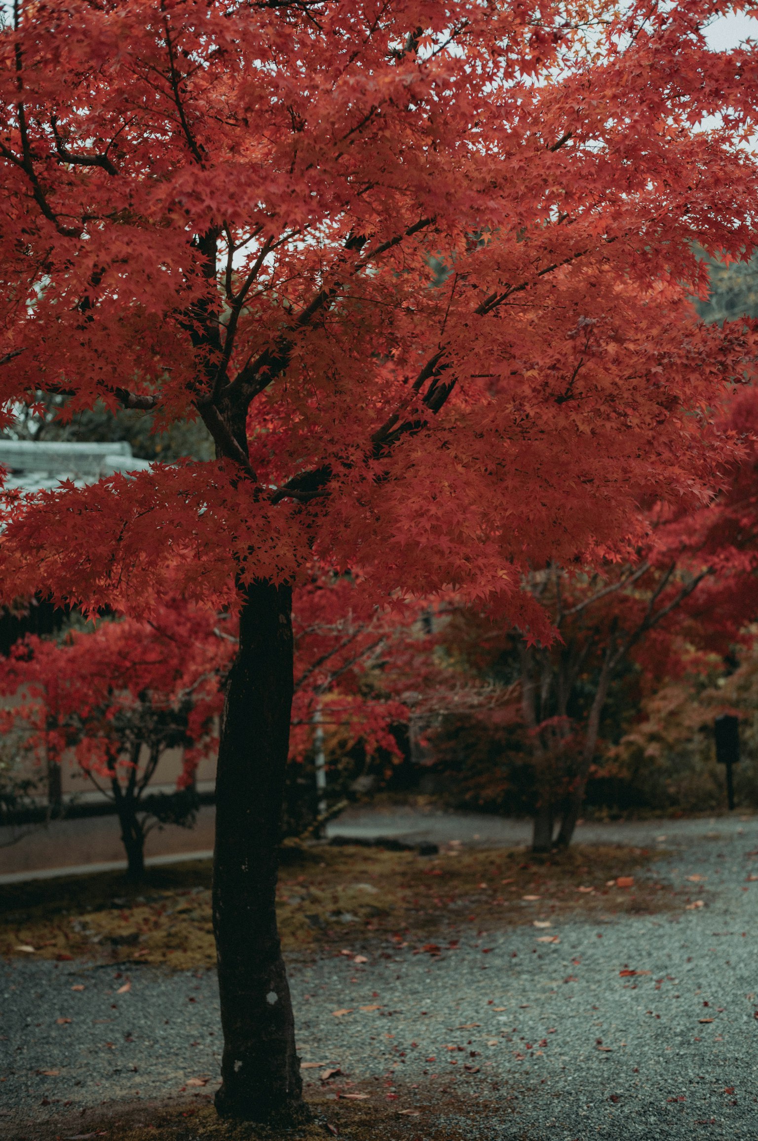 Imagen de un árbol de arce con hojas rojas vibrantes