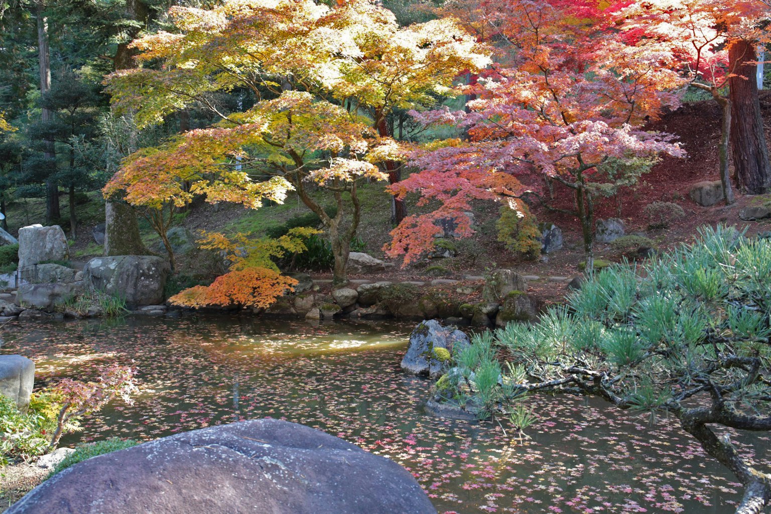 Vue pittoresque d'un jardin japonais avec un feuillage d'automne vibrant