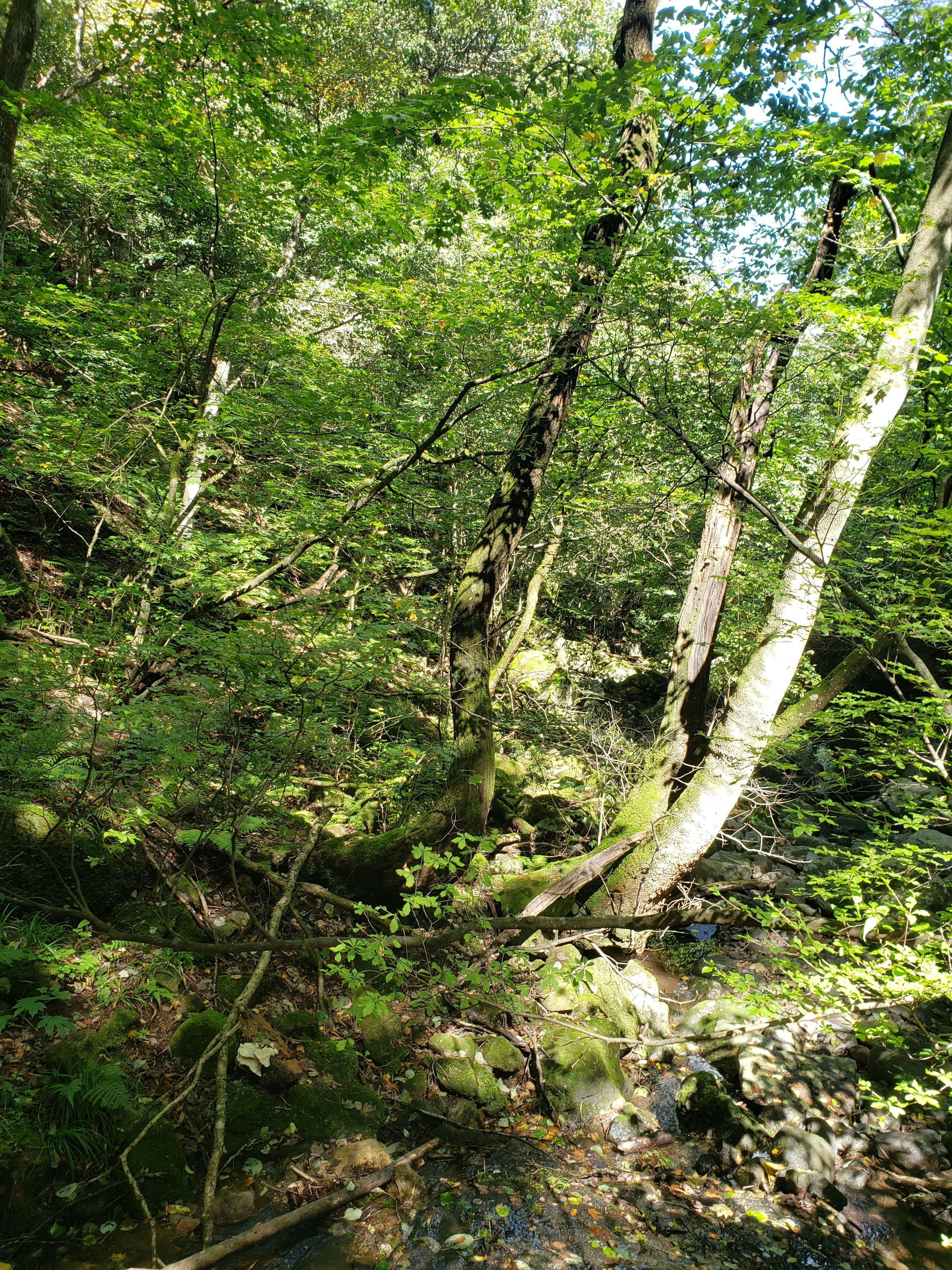 緑の森の中で倒れた木と苔むす小道