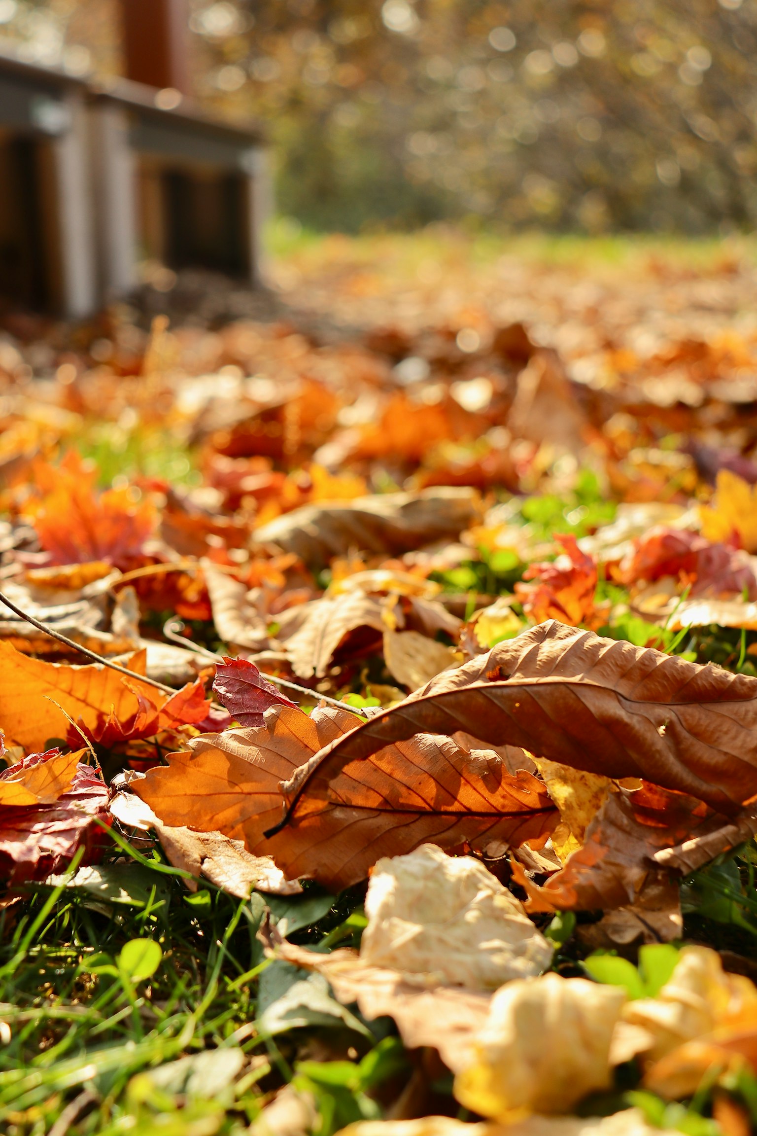 Herbstblätter auf dem Boden verteilt