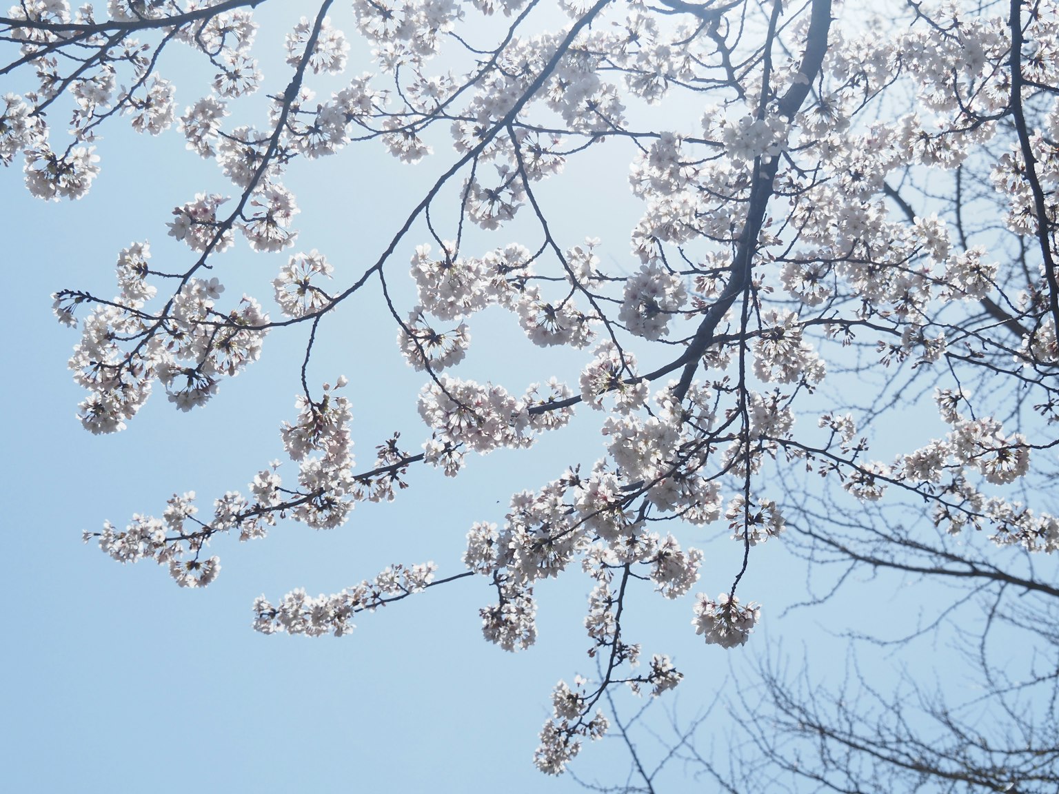 Branches of cherry blossoms against a clear blue sky