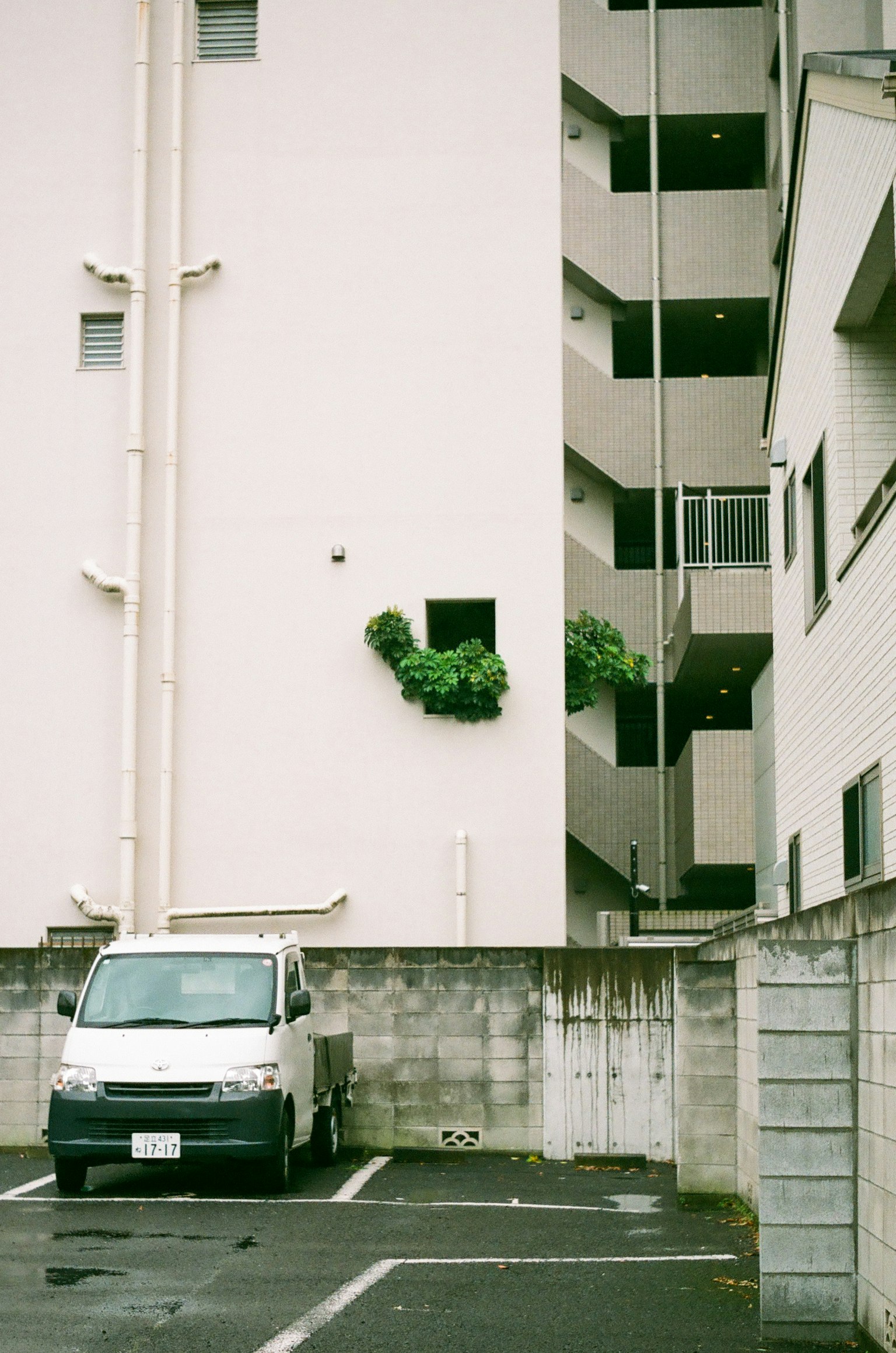 Eine grüne Pflanze, die an einer weißen Gebäudemauer wächst, neben einem geparkten weißen Lieferwagen auf einem Parkplatz