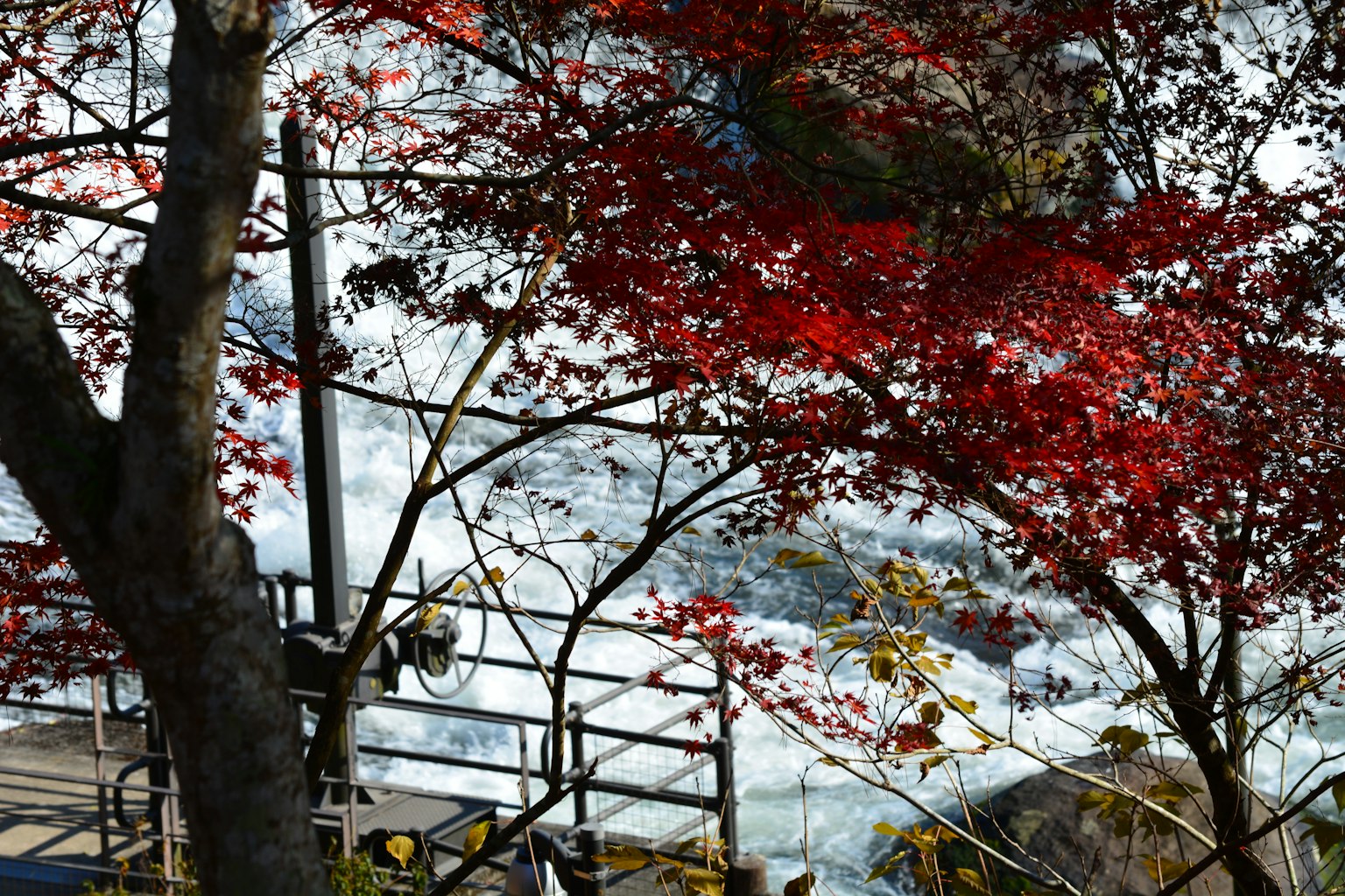 Vista panoramica di alberi con foglie rosse e acqua che scorre