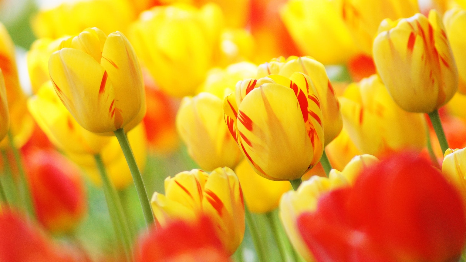 Tulip kuning dan merah yang cerah mekar di ladang bunga