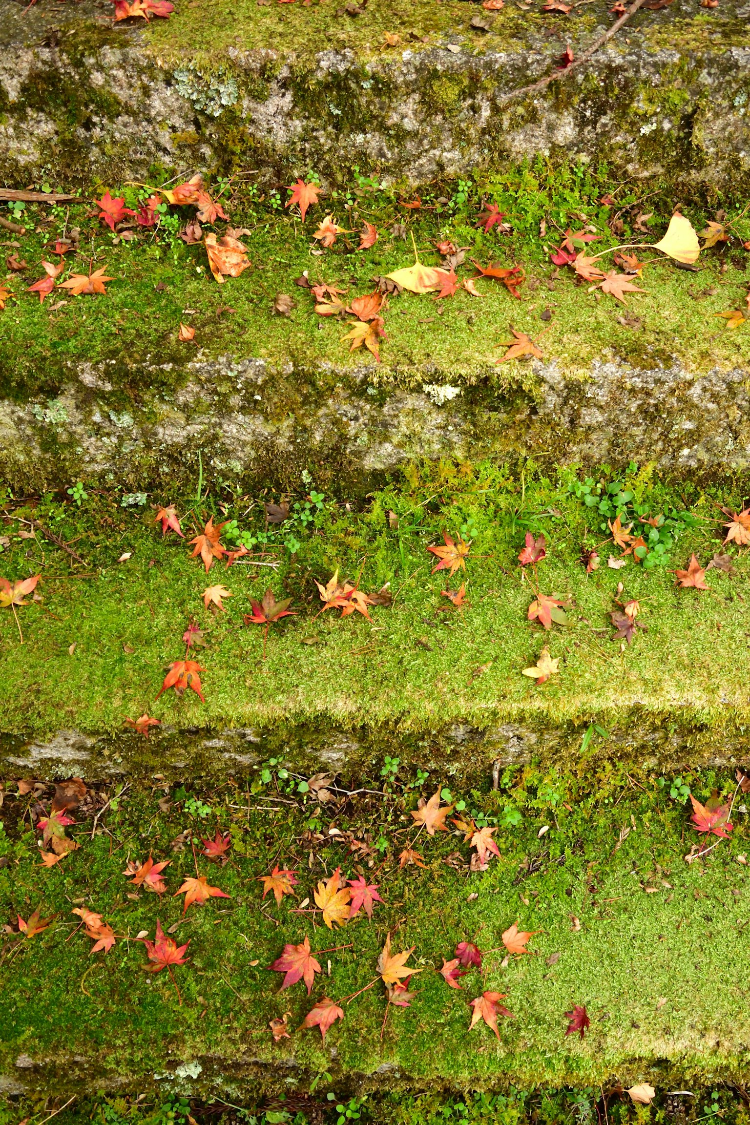 Scale coperte di muschio verde con foglie rosse sparse
