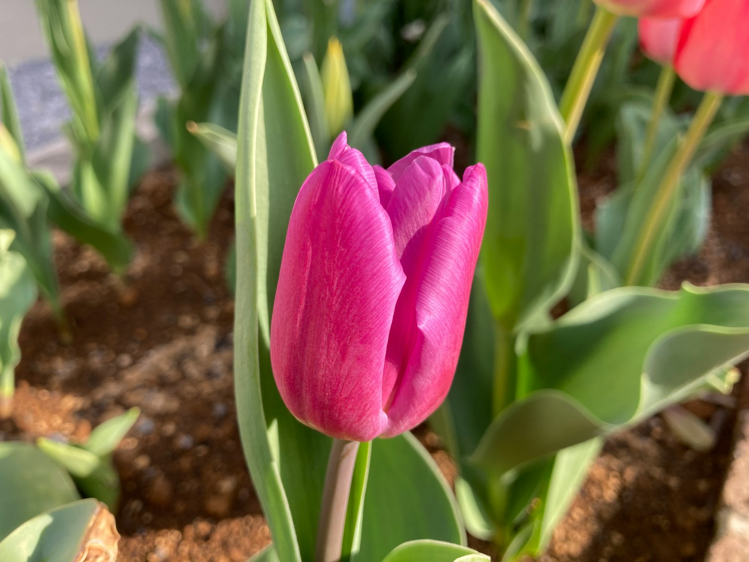 Tulip ungu dikelilingi daun hijau