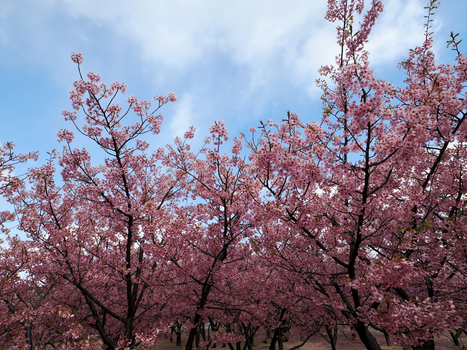 Árboles de cerezo en flor bajo un cielo azul