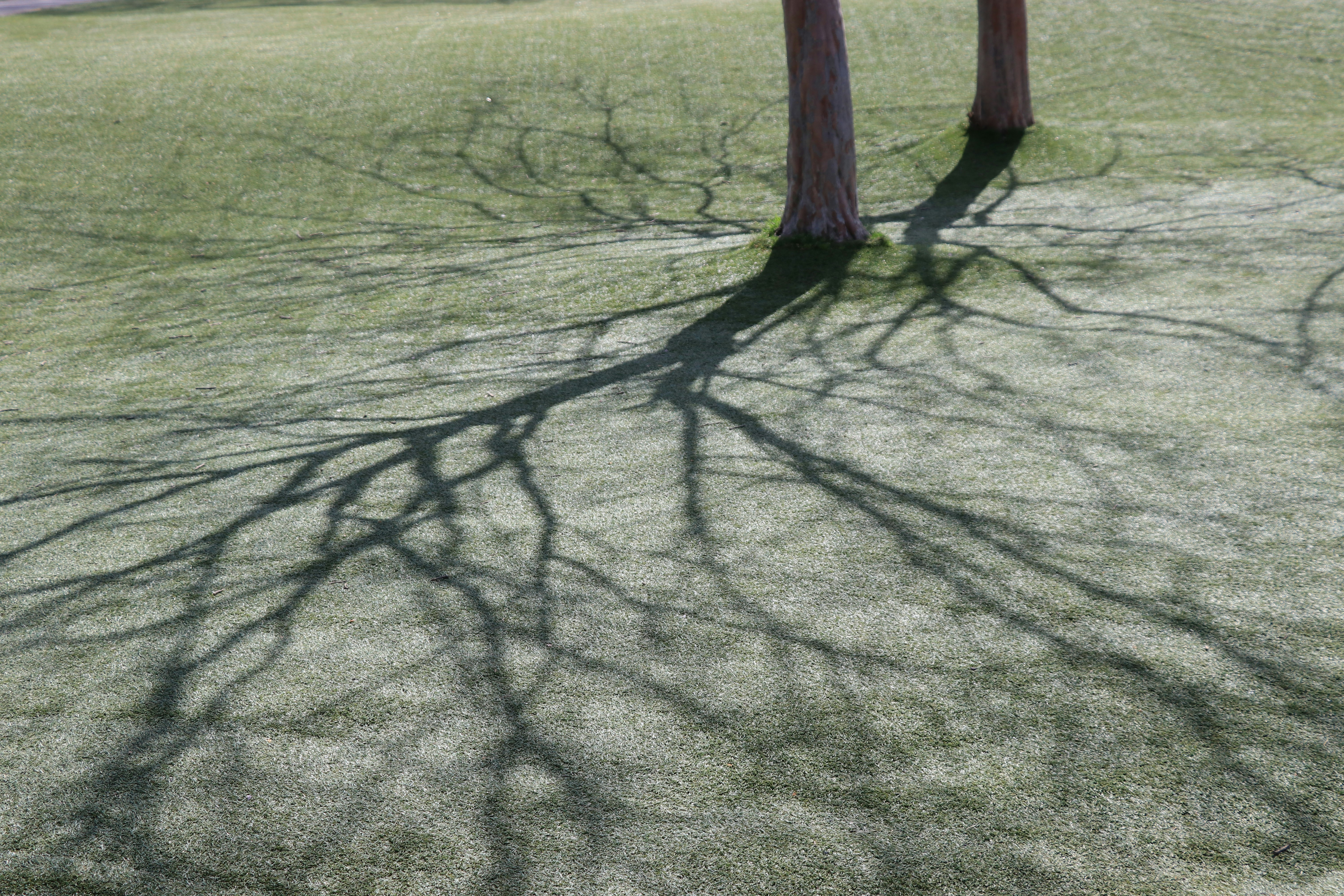 tree shadows stretching across a grassy lawn