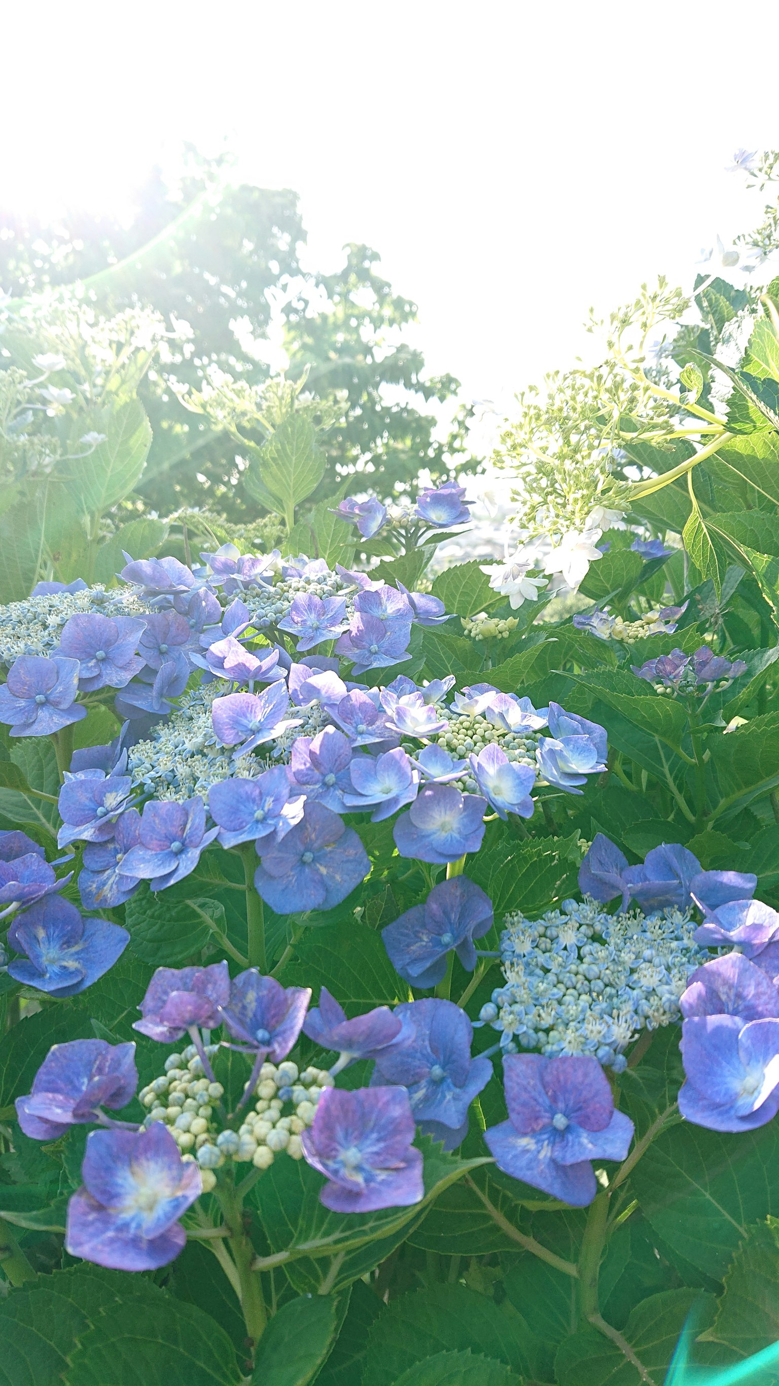 Luz brillante iluminando racimos de flores de hortensia azules y blancas