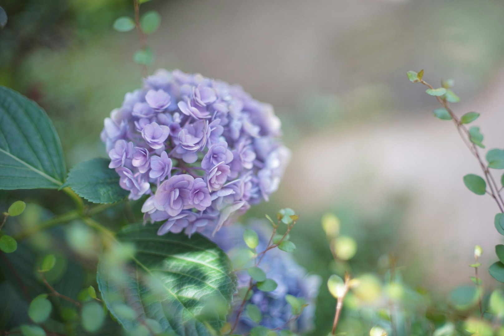 紫のアジサイの花と新緑のボケ背景