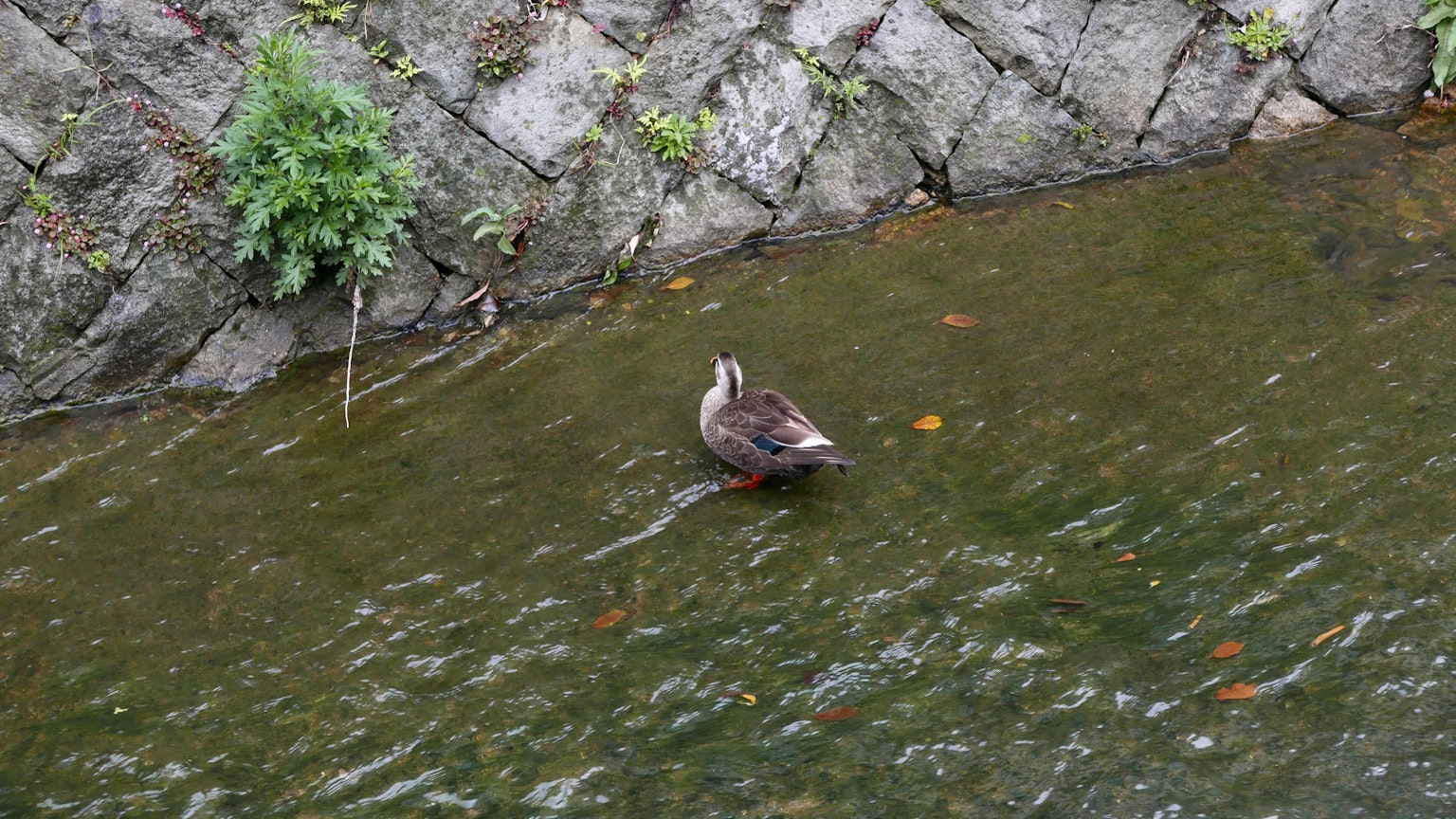 A duck swimming in a stream near rocky banks