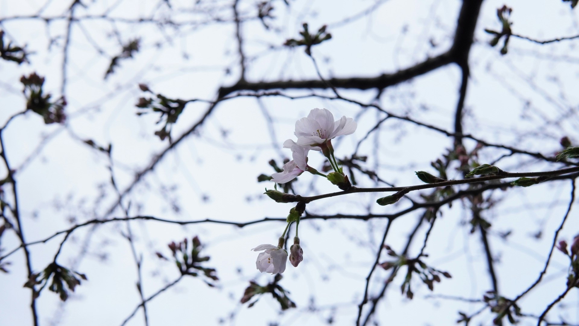 枝に咲く白い花とつぼみのある春の木々