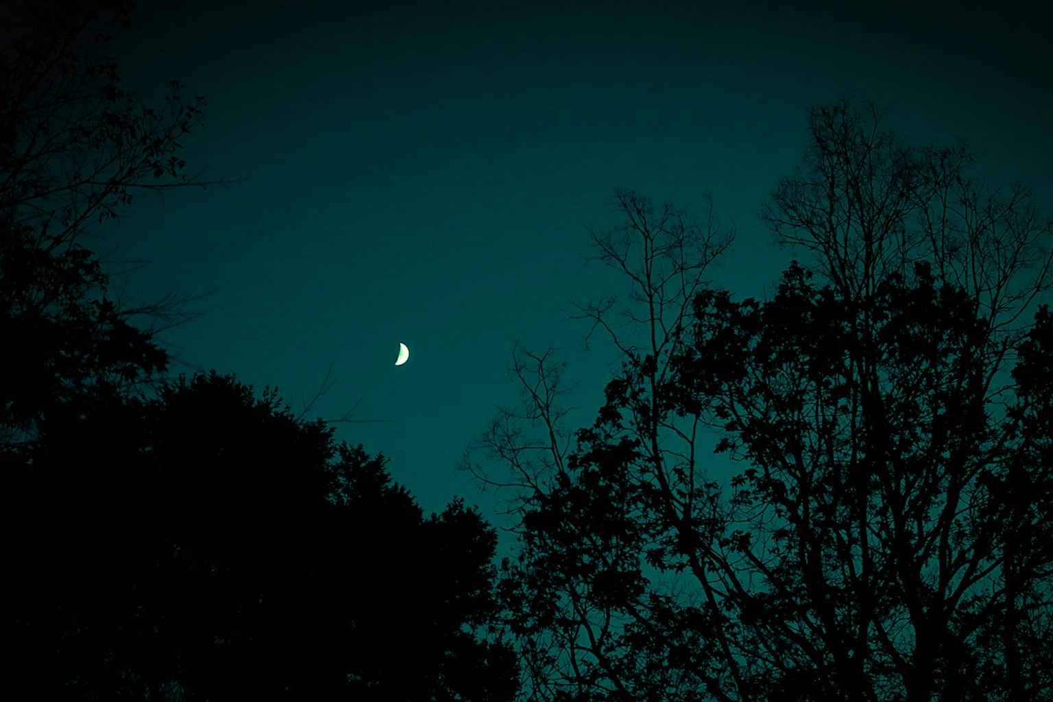 Luna crescente in un cielo notturno blu con silhouette di alberi