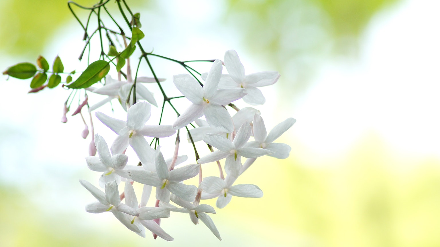Ein Bündel weißer Blumen, die an einem Zweig hängen, mit einem sanften grünen Hintergrund