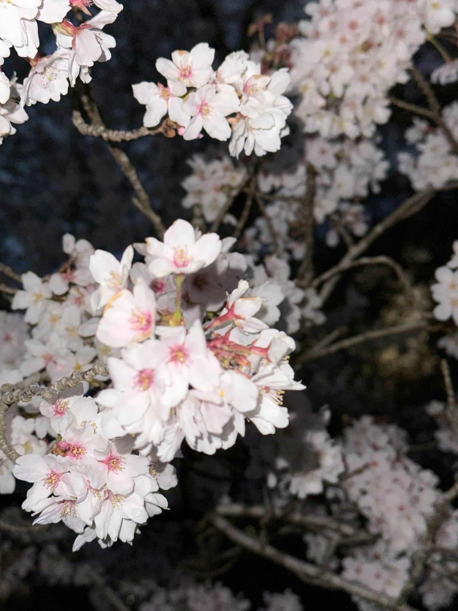Primo piano di rami di ciliegio con fiori bianchi e centri rosa