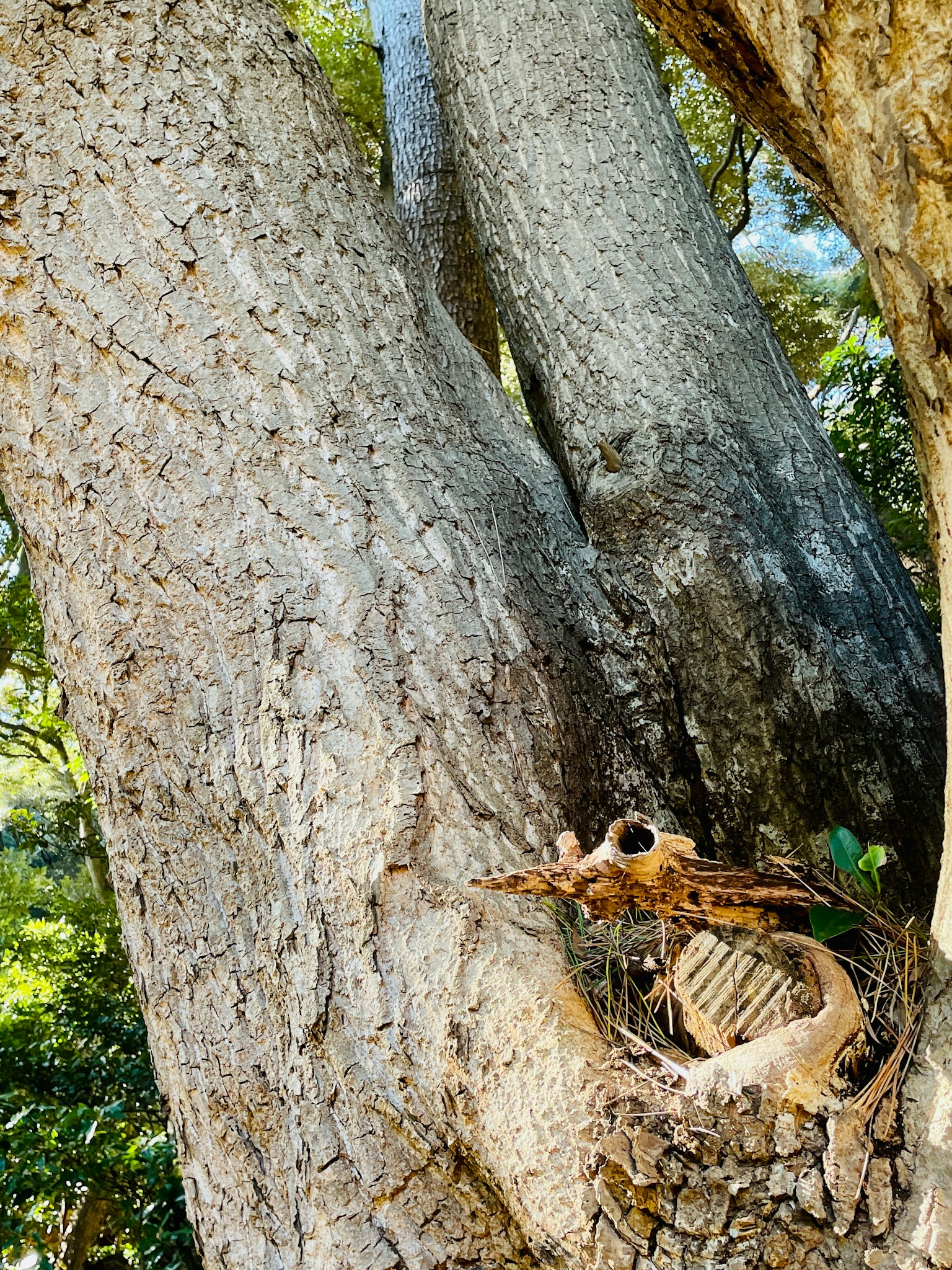 Un nido natural situado entre dos grandes árboles con corteza texturizada