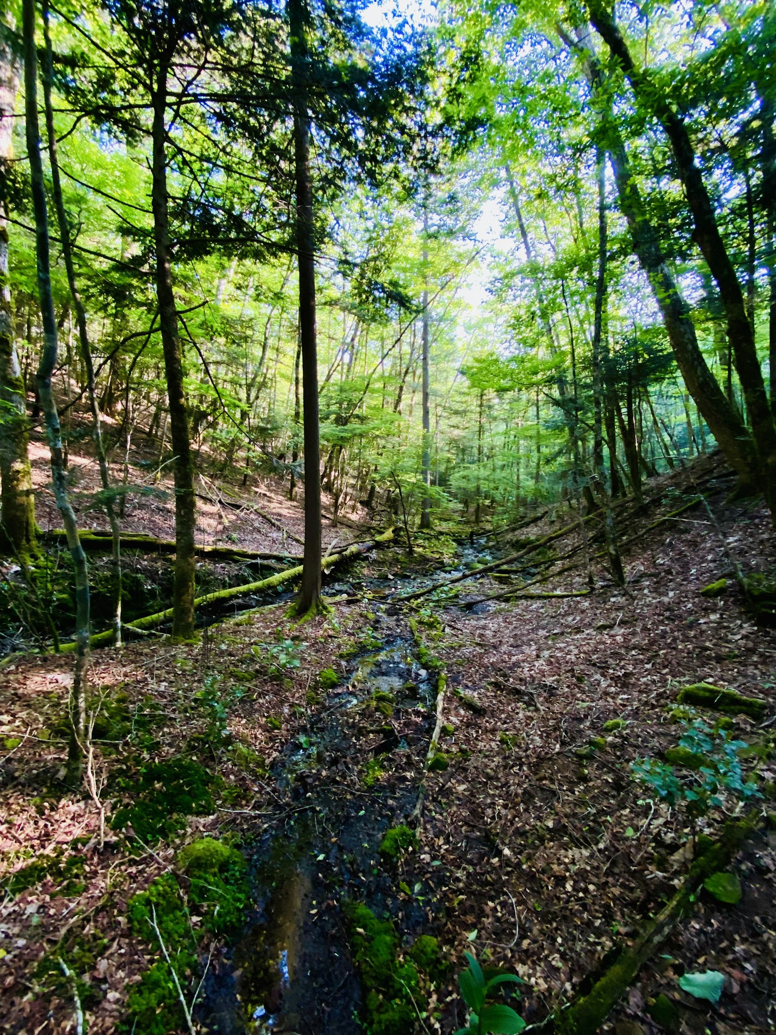 Vista escénica de un sendero boscoso exuberante con un arroyo que fluye