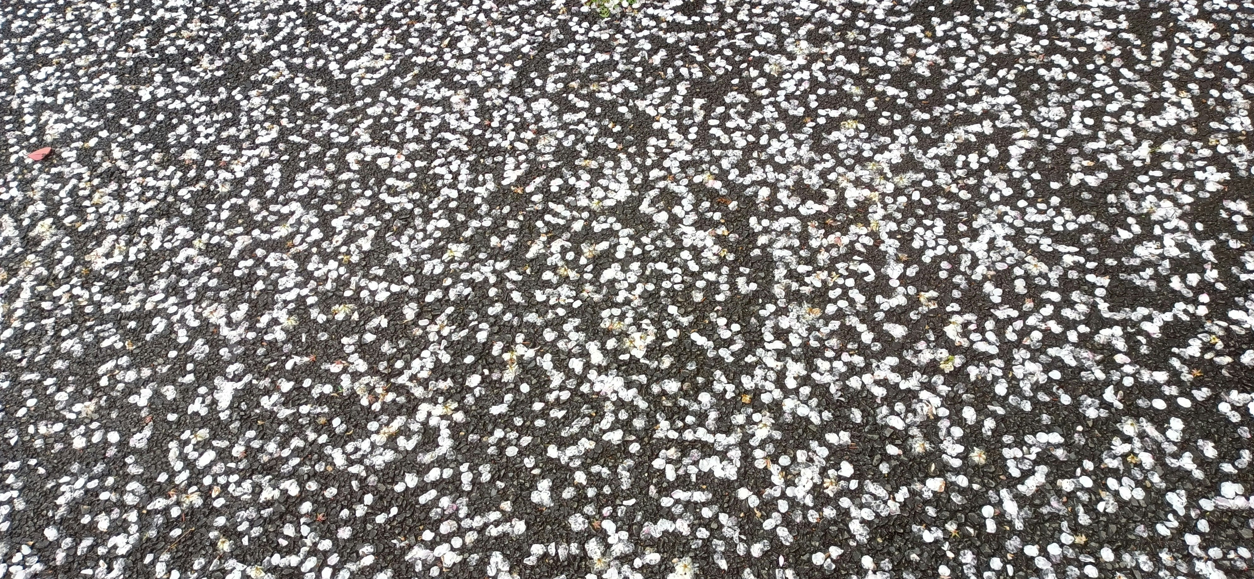 鋪滿地面的櫻花花瓣紋理