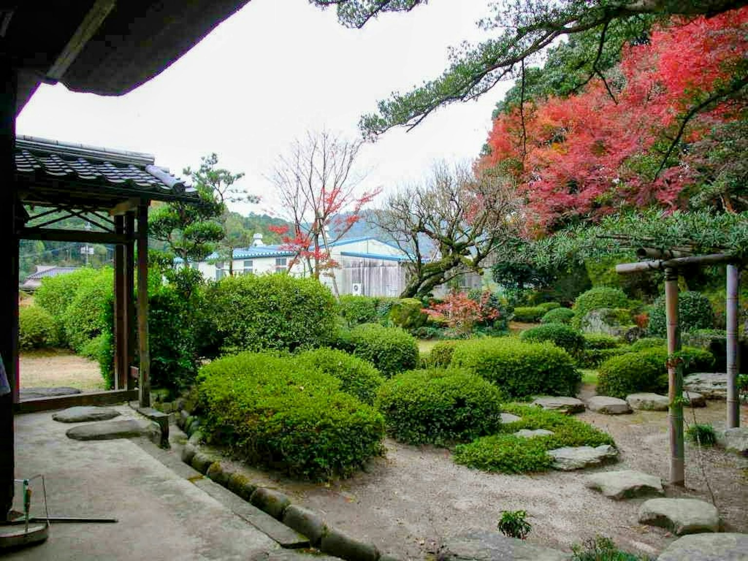 Beautiful view of a Japanese garden featuring green shrubs and red autumn leaves